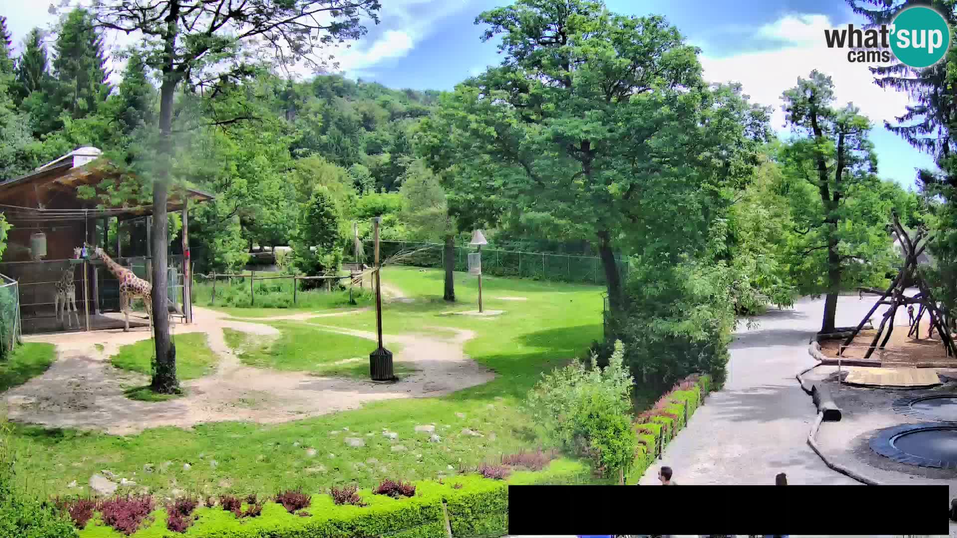 Web kamera Zoo Ljubljana – Žirafe
