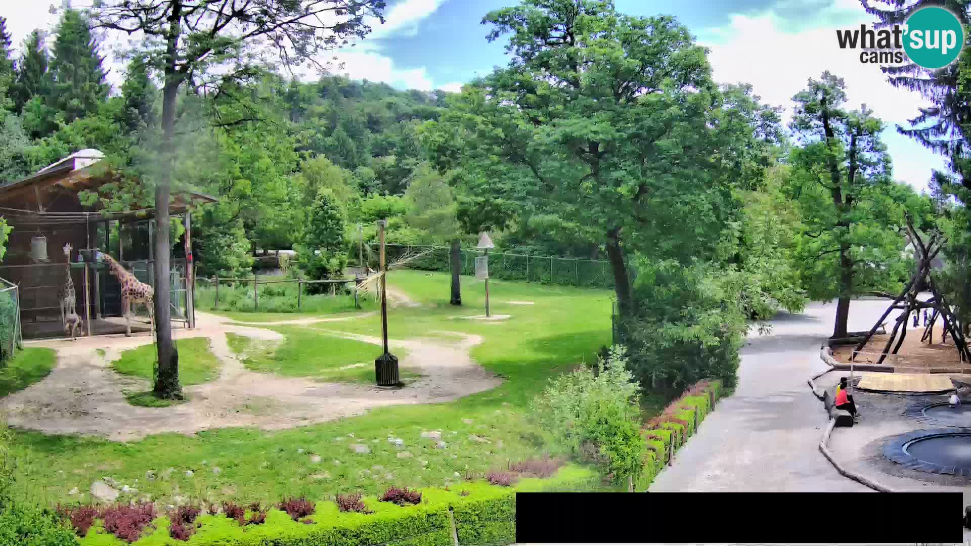 Webcam Zoo Ljubljana – Giraffes