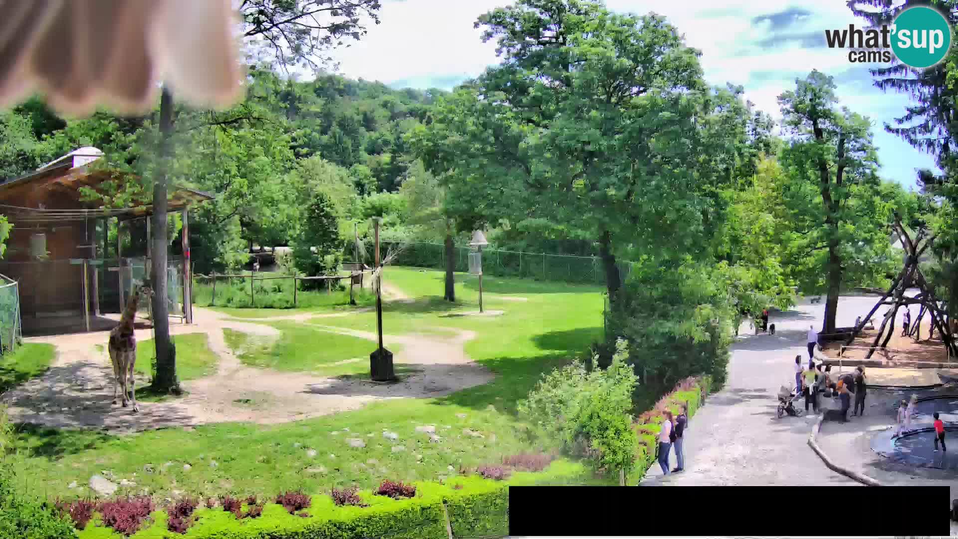 Webcam Zoo Ljubljana – Giraffes
