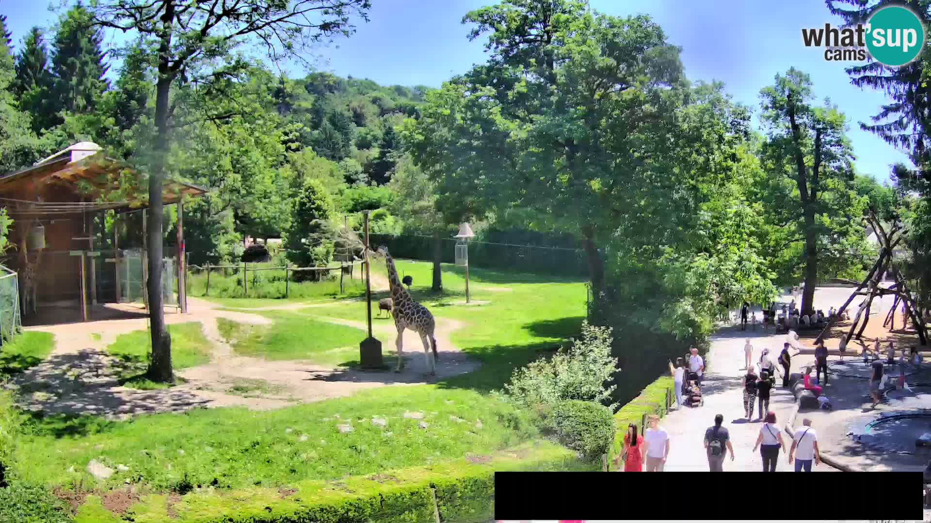 Webcam Zoo Ljubljana – Giraffen