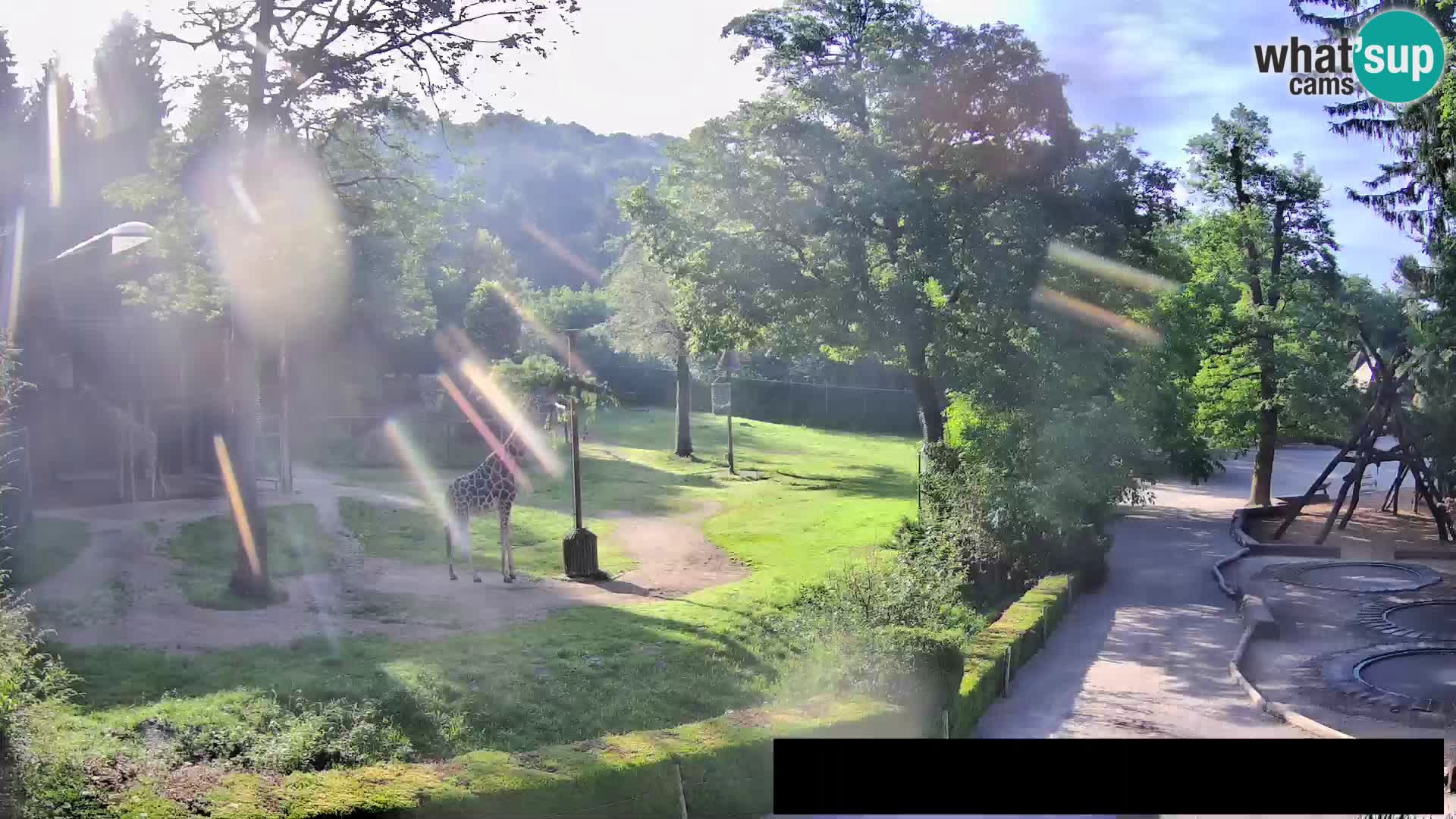 Webcam Zoo Ljubljana – Giraffen