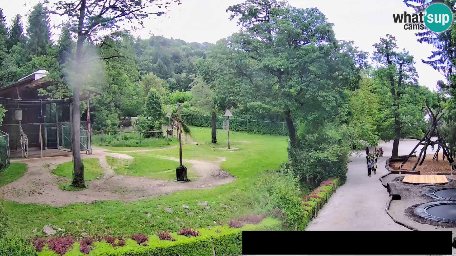 Webcam live Zoo Lubiana – Giraffe