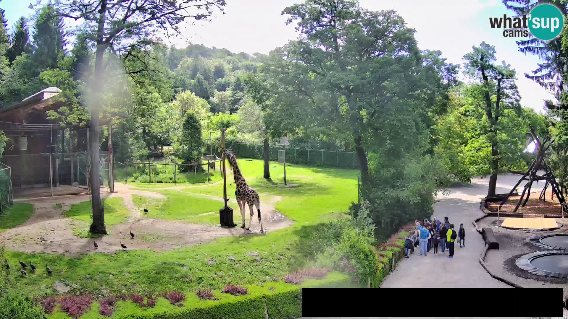 Webcam Zoo Ljubljana – Giraffes