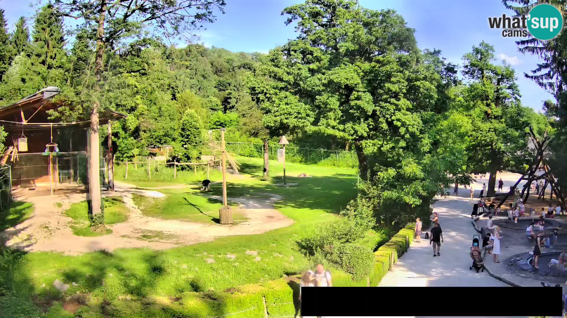 Webcam Zoo Ljubljana – Giraffes