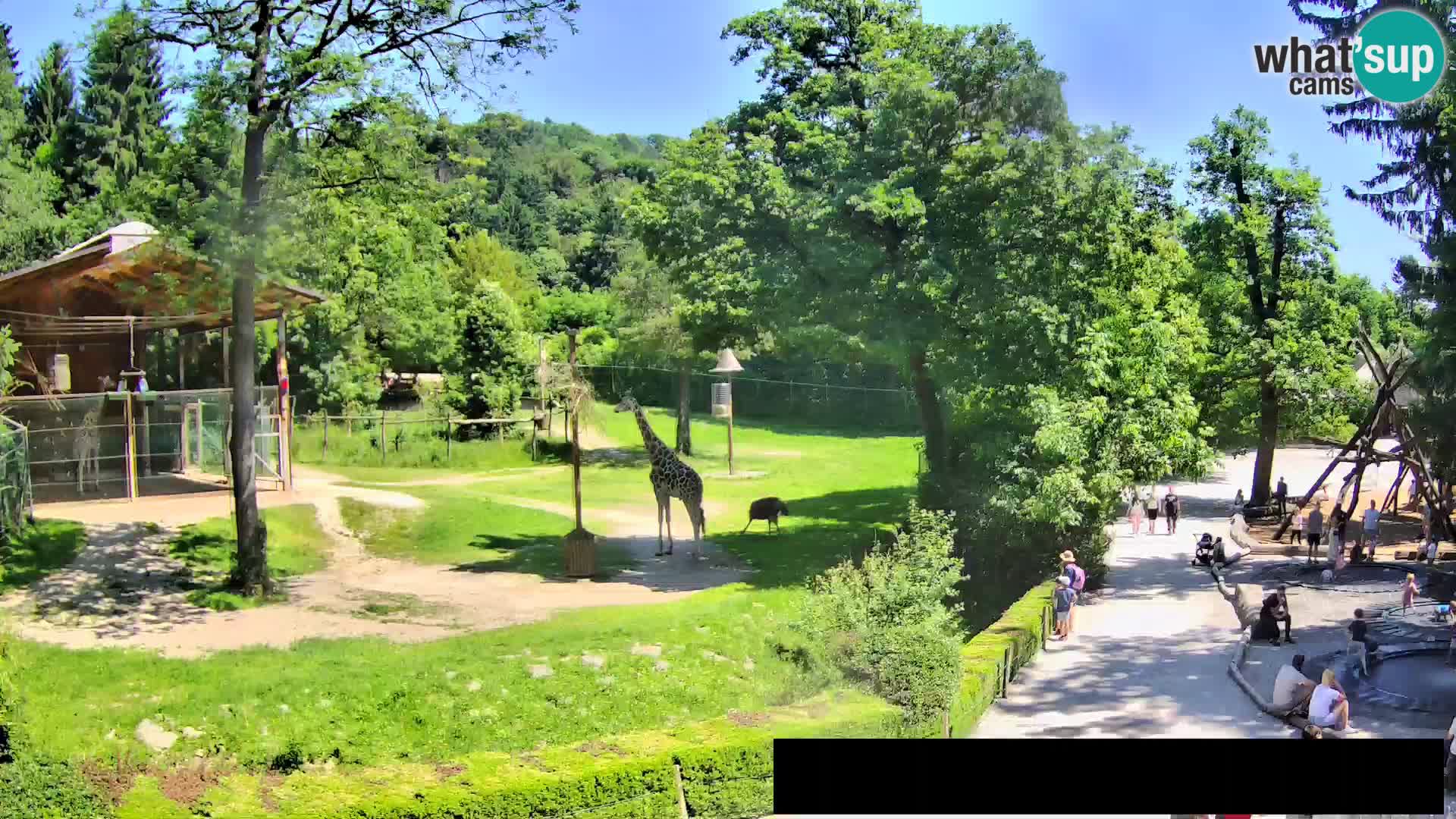 Webcam Zoo Ljubljana – Giraffes