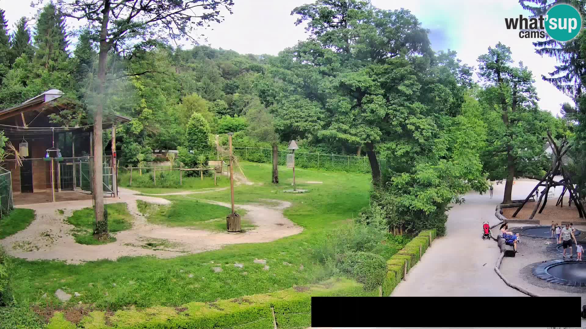 Webcam Zoo Ljubljana – Jirafas
