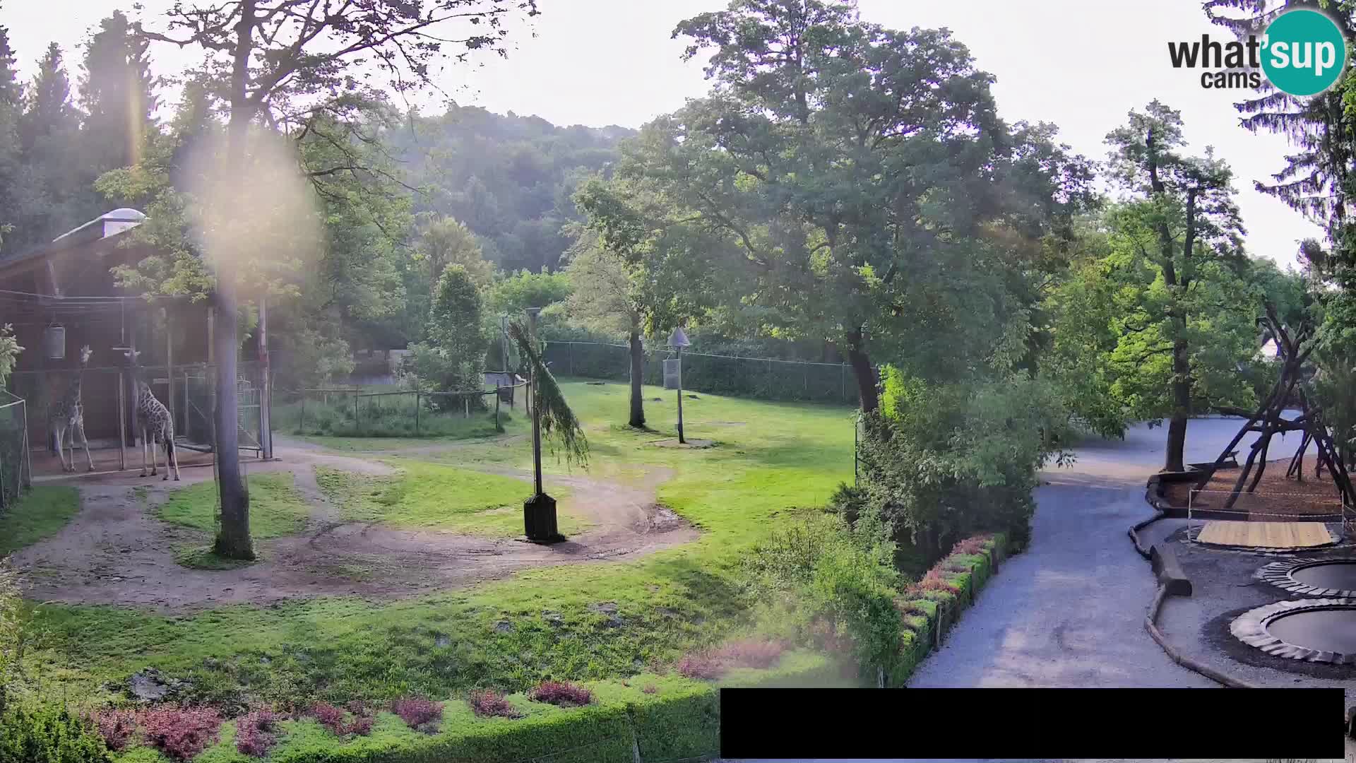 Webcam Zoo Ljubljana – Giraffes