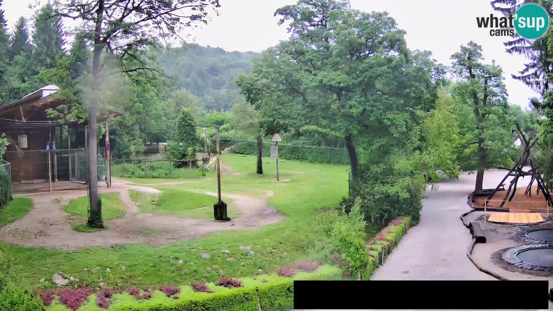 Web kamera Zoo Ljubljana – Žirafe