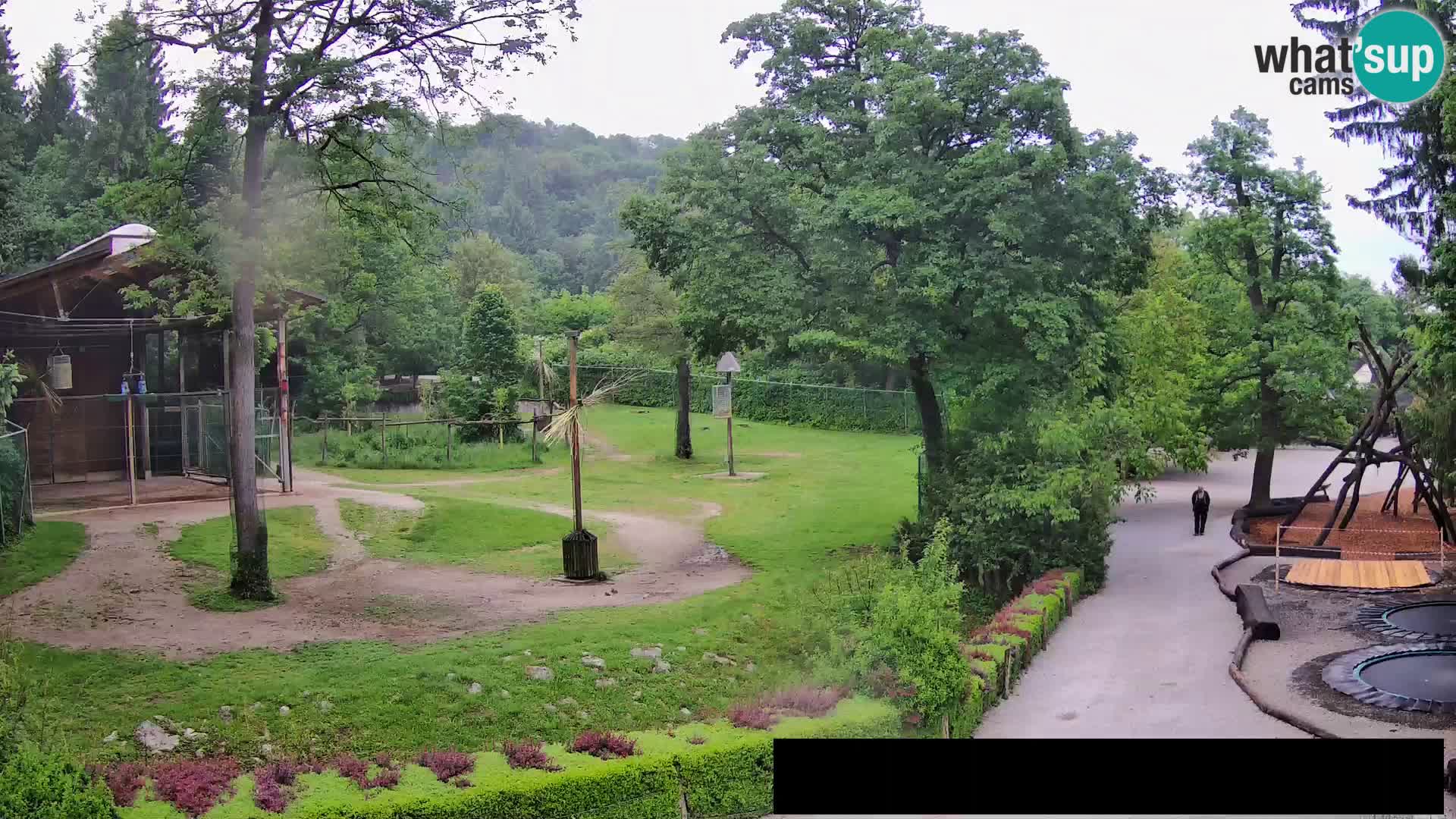 Webcam live Zoo Lubiana – Giraffe