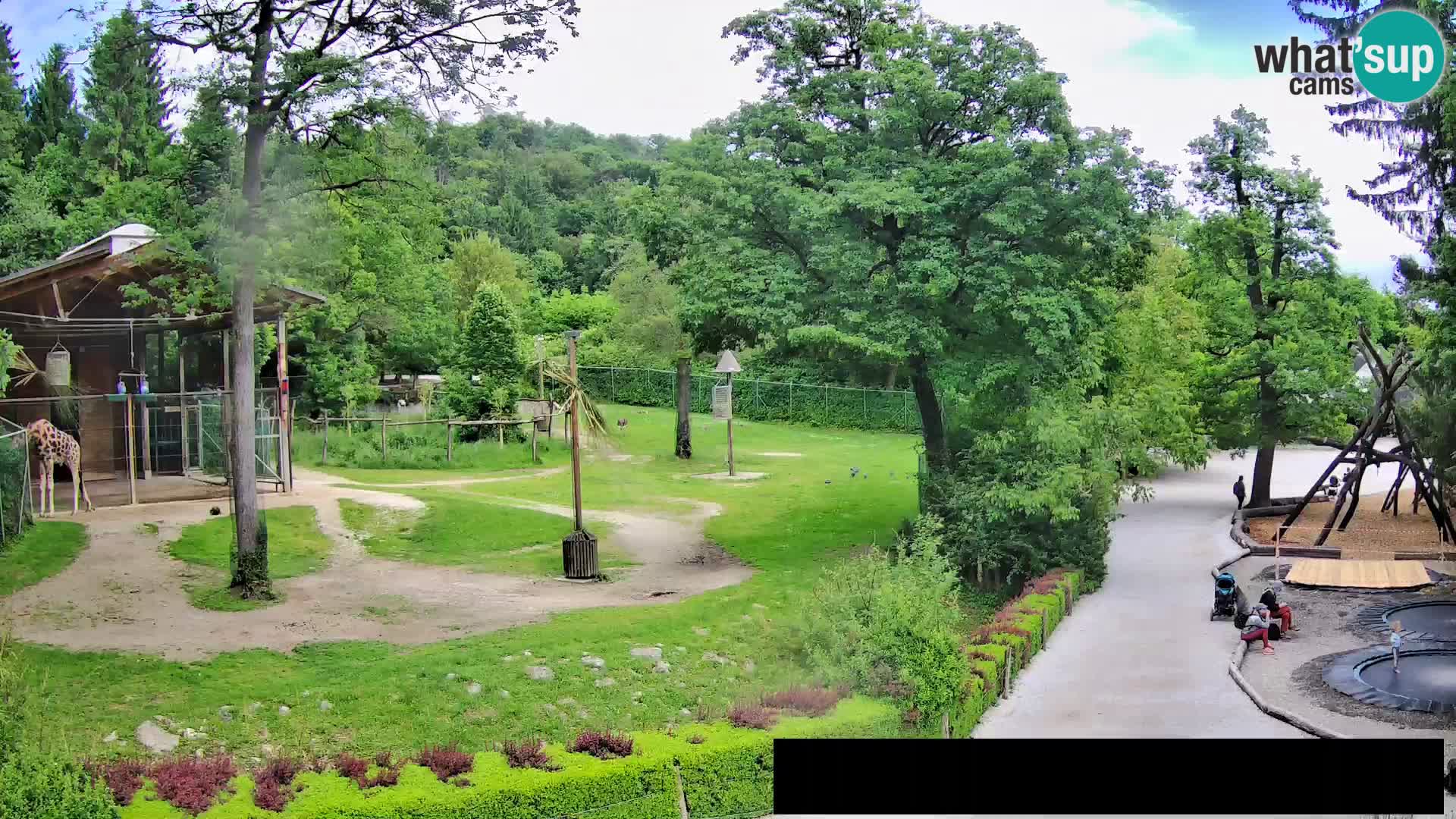 Webcam Zoo Ljubljana – Giraffen