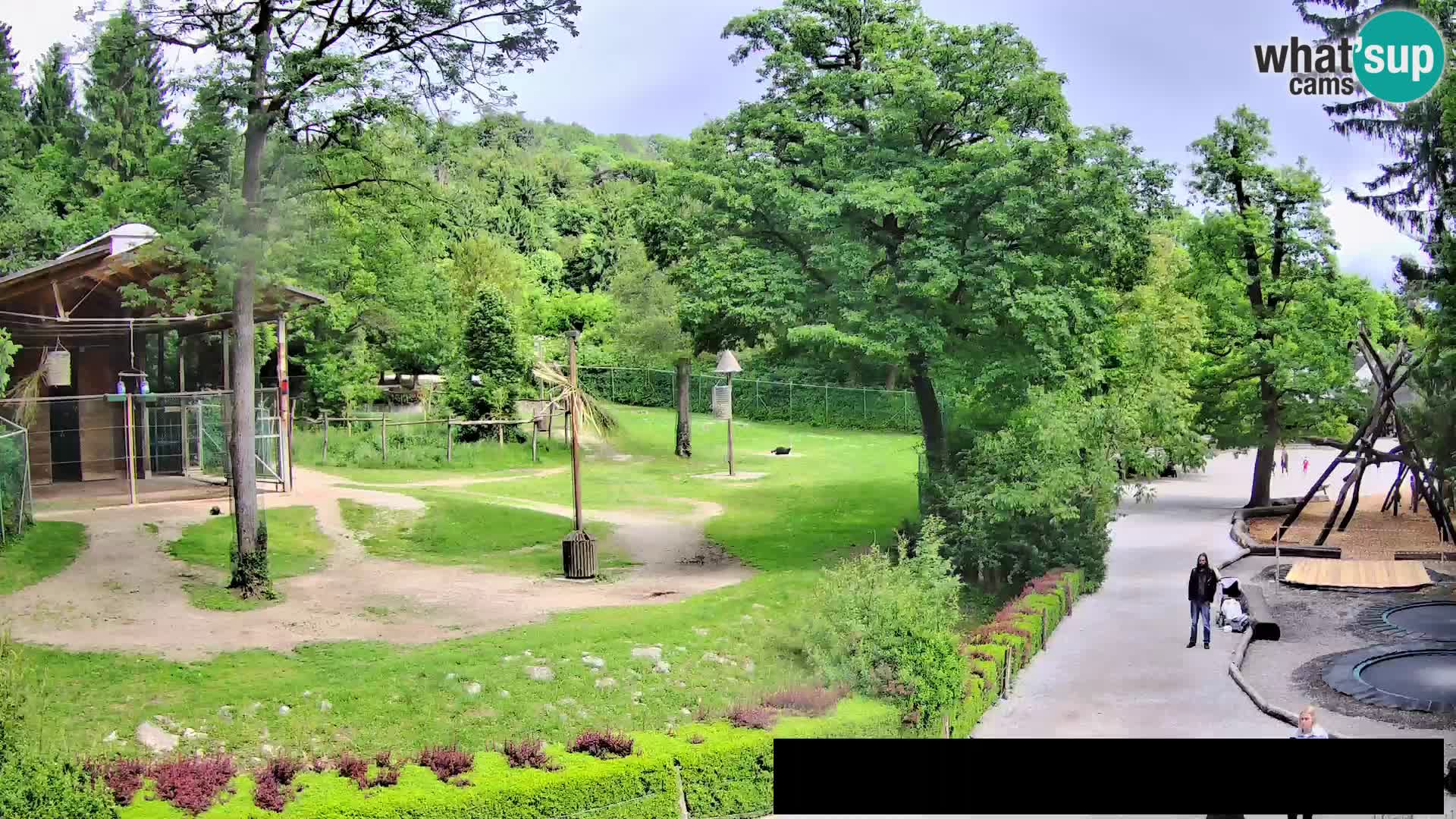 Webcam Zoo Ljubljana – Giraffen