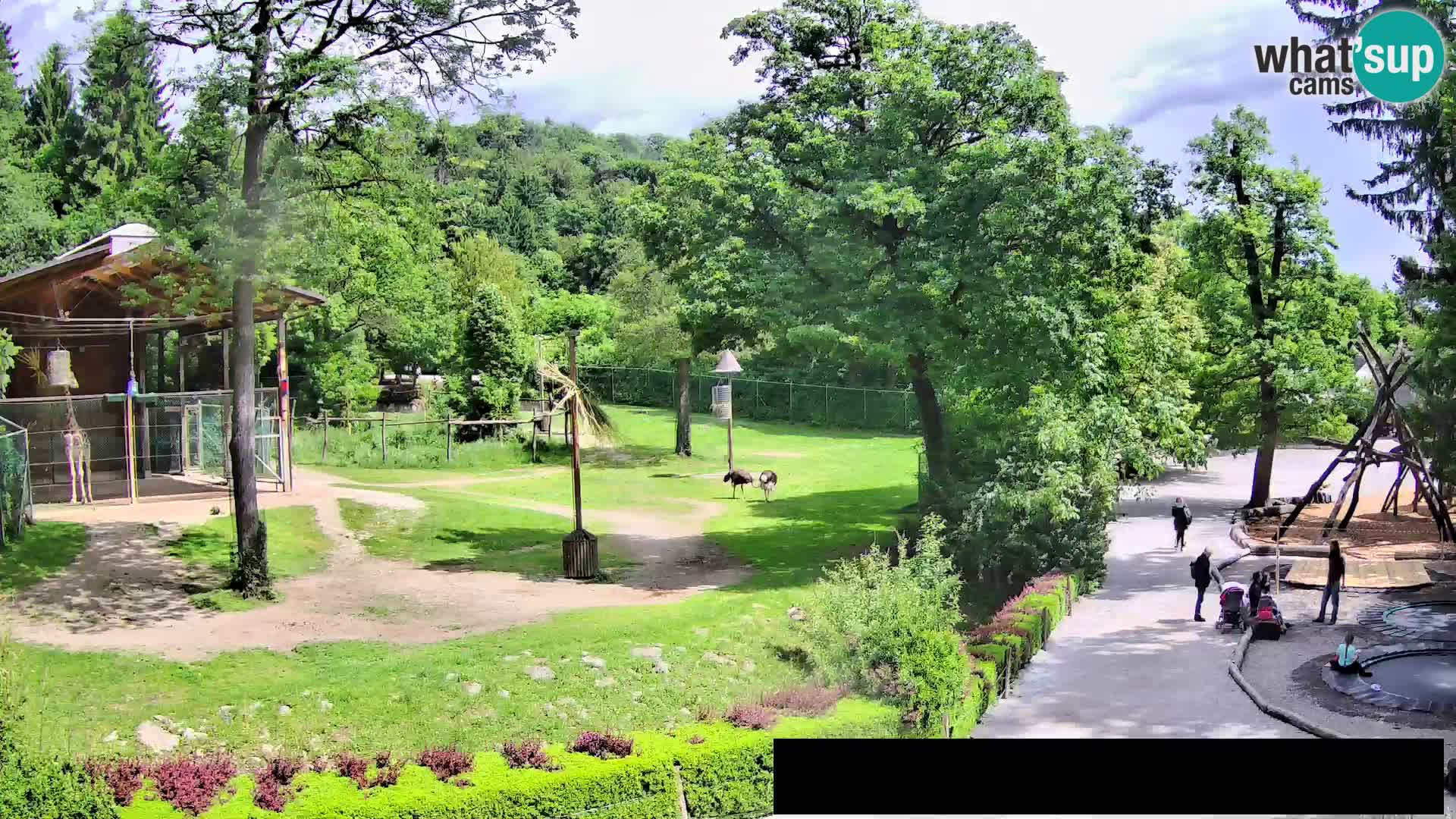 Webcam live Zoo Lubiana – Giraffe
