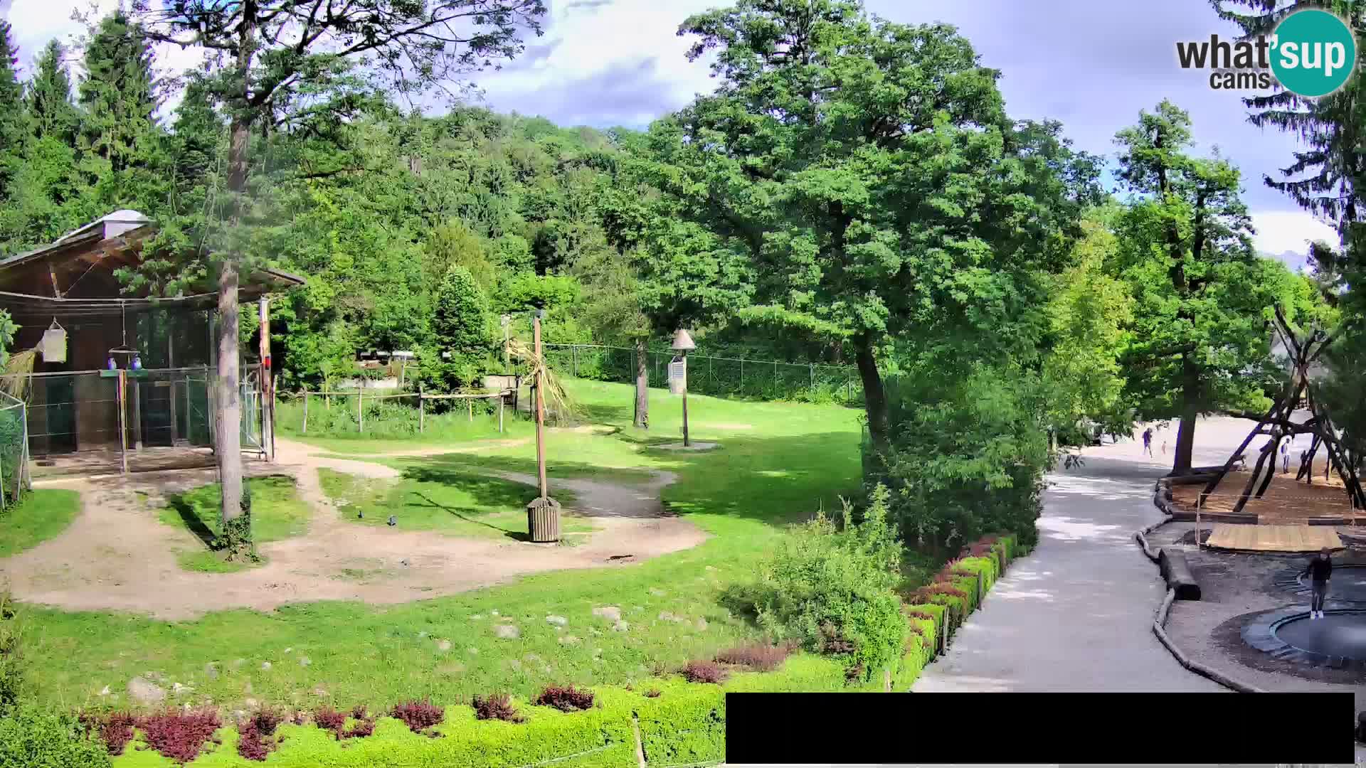 Webcam live Zoo Lubiana – Giraffe