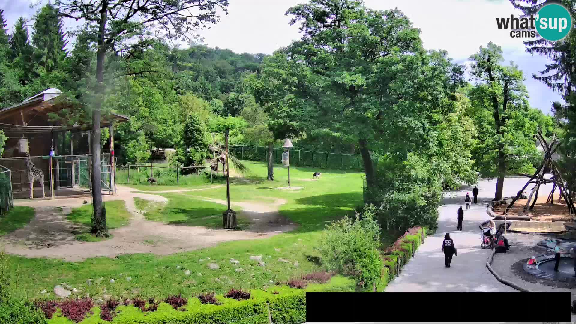 Webcam Zoo Ljubljana – Giraffes