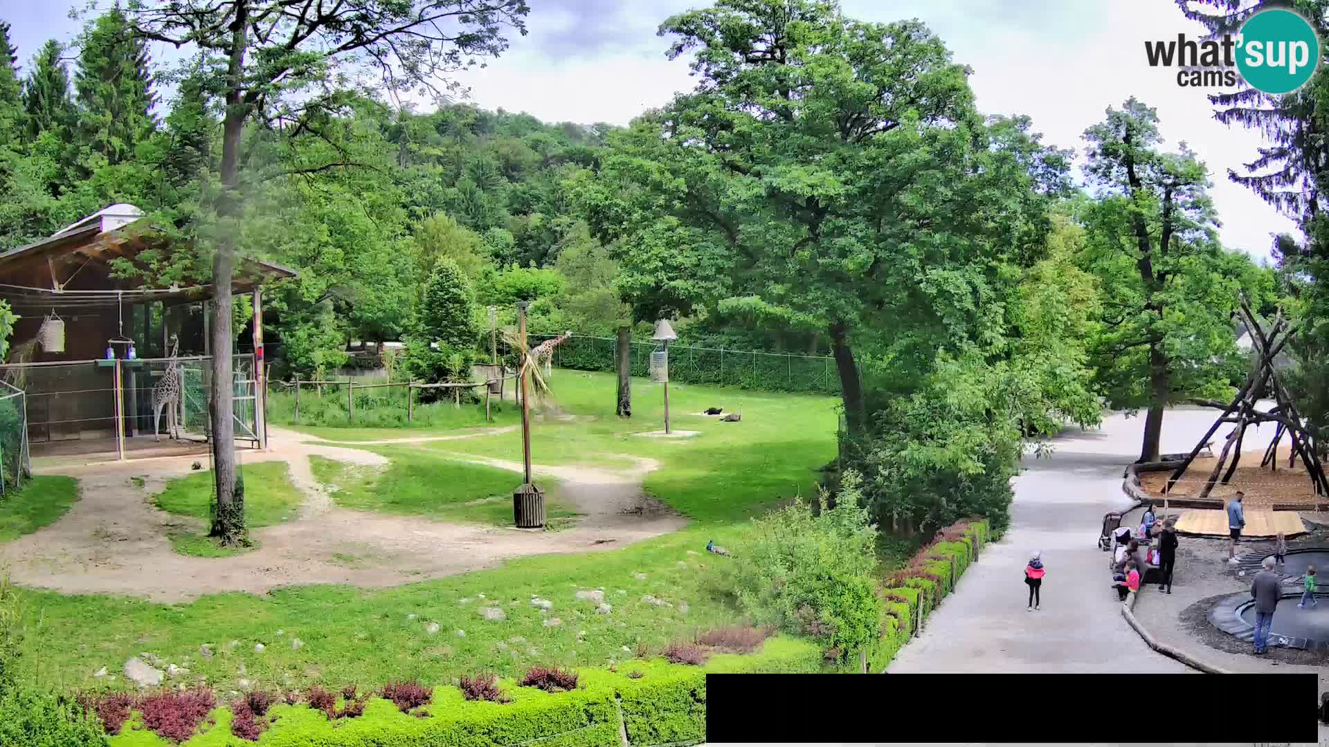 Webcam Zoo Ljubljana – Giraffes