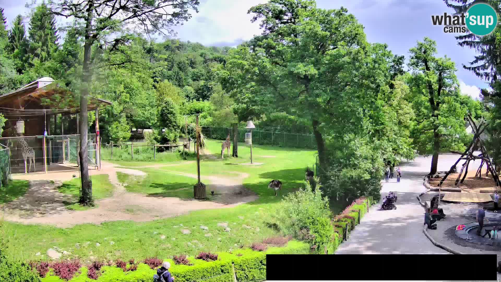 Webcam Zoo Ljubljana – Giraffen