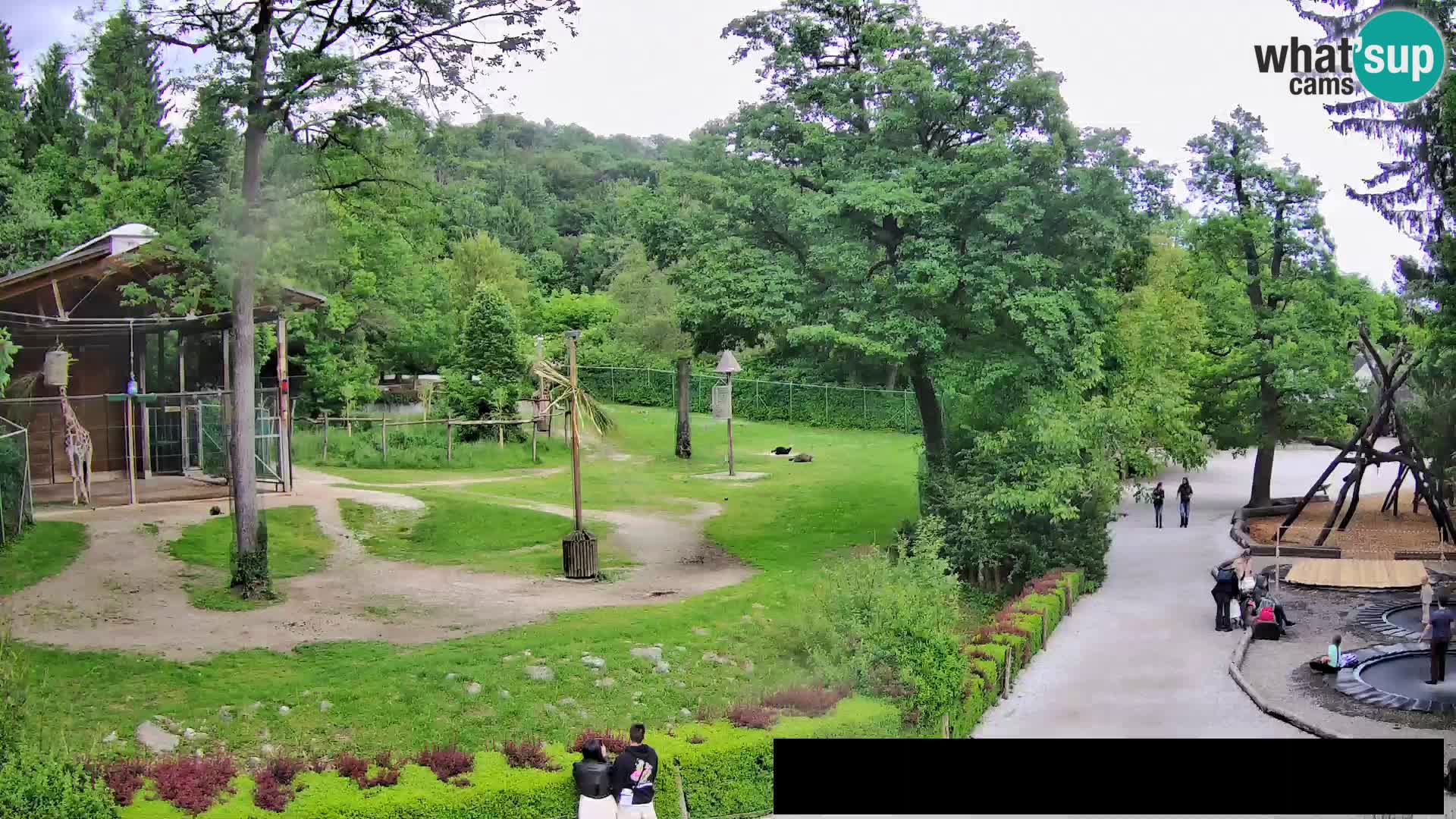 Webcam Zoo Ljubljana – Giraffes