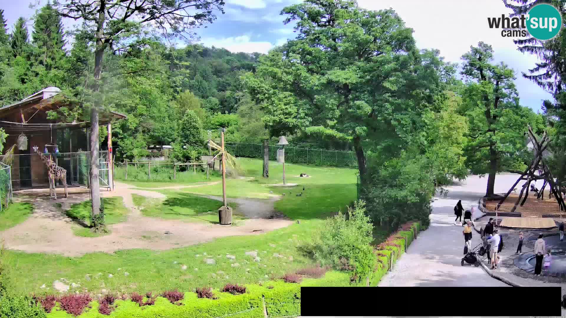 Webcam Zoo Ljubljana – Giraffen