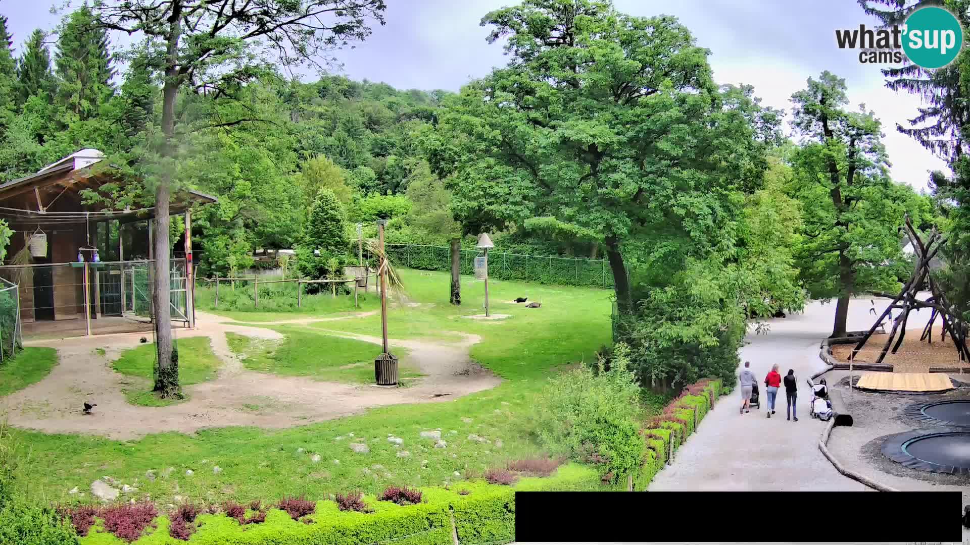 Webcam Zoo Ljubljana – Giraffes