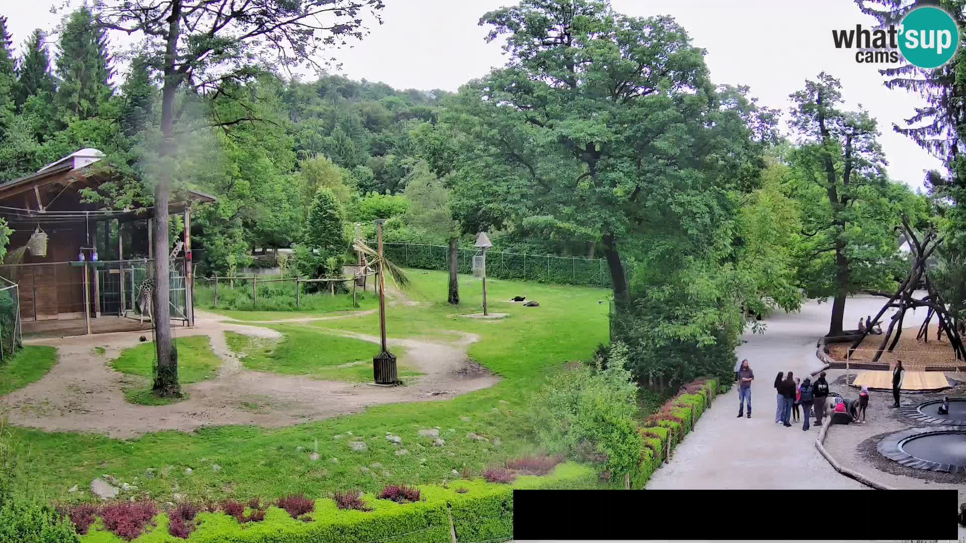 Webcam Zoo Ljubljana – Giraffes