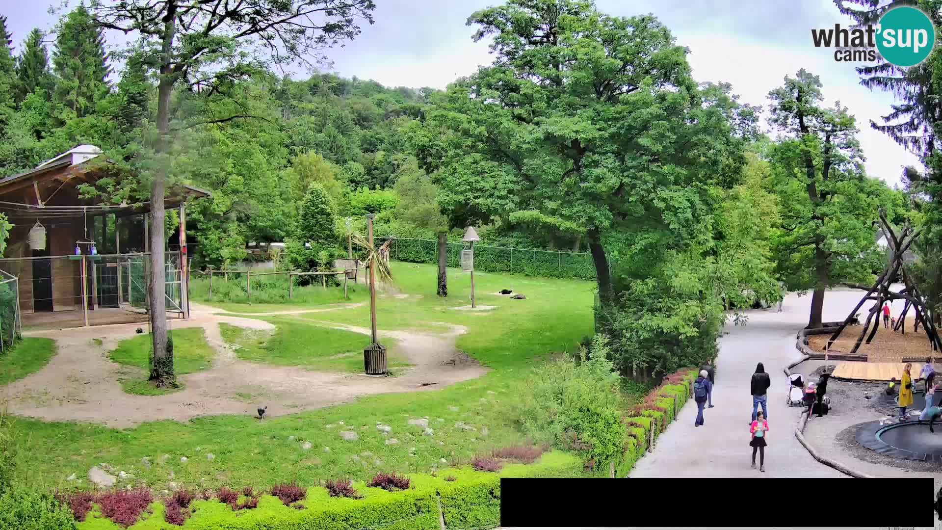 Webcam Zoo Ljubljana – Giraffes
