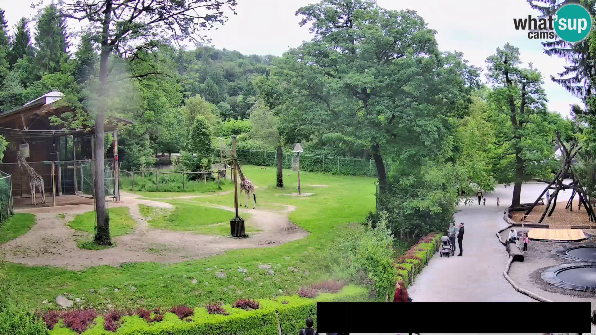 Webcam Zoo Ljubljana – Giraffen