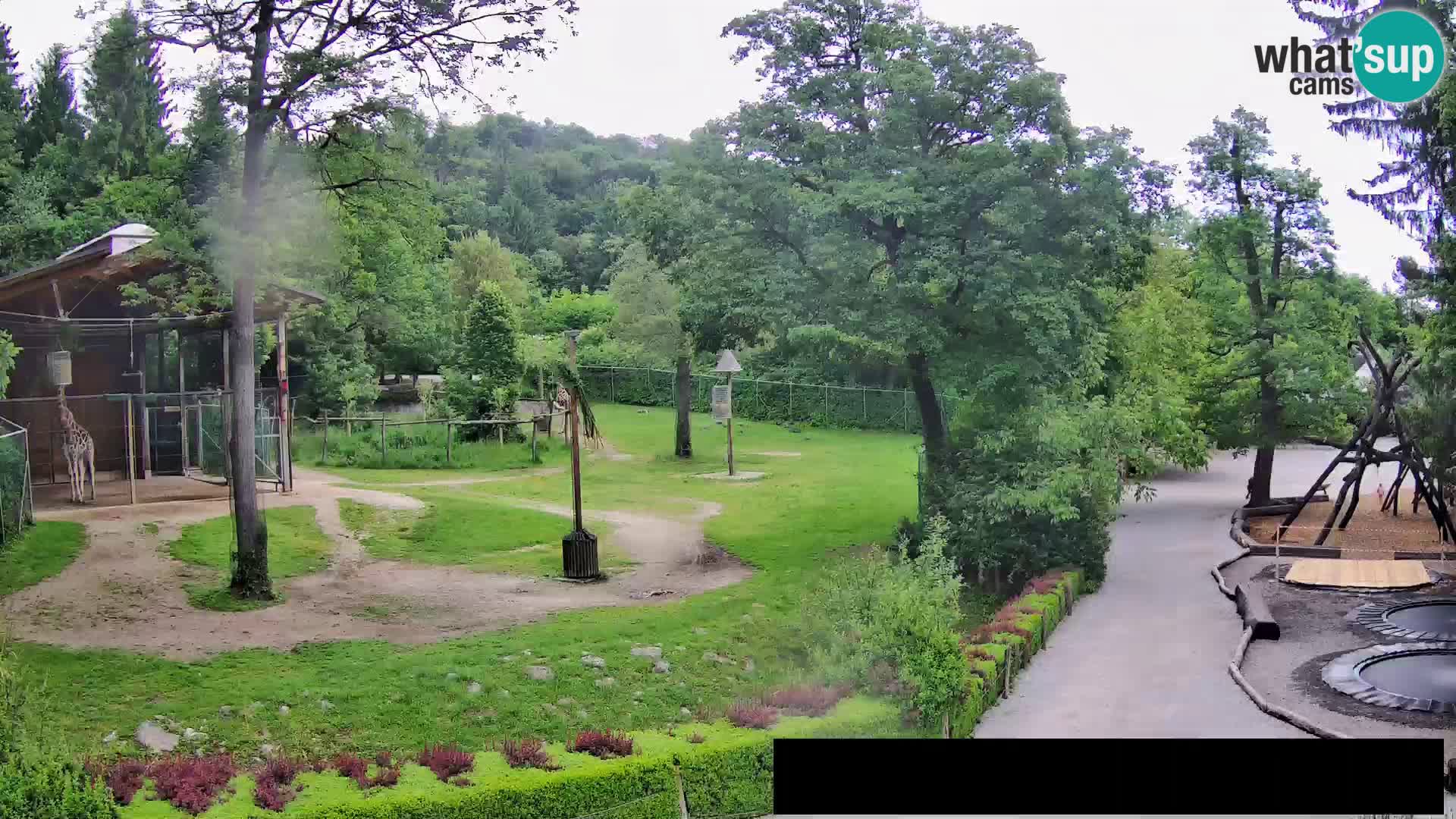 Webcam Zoo Ljubljana – Giraffes