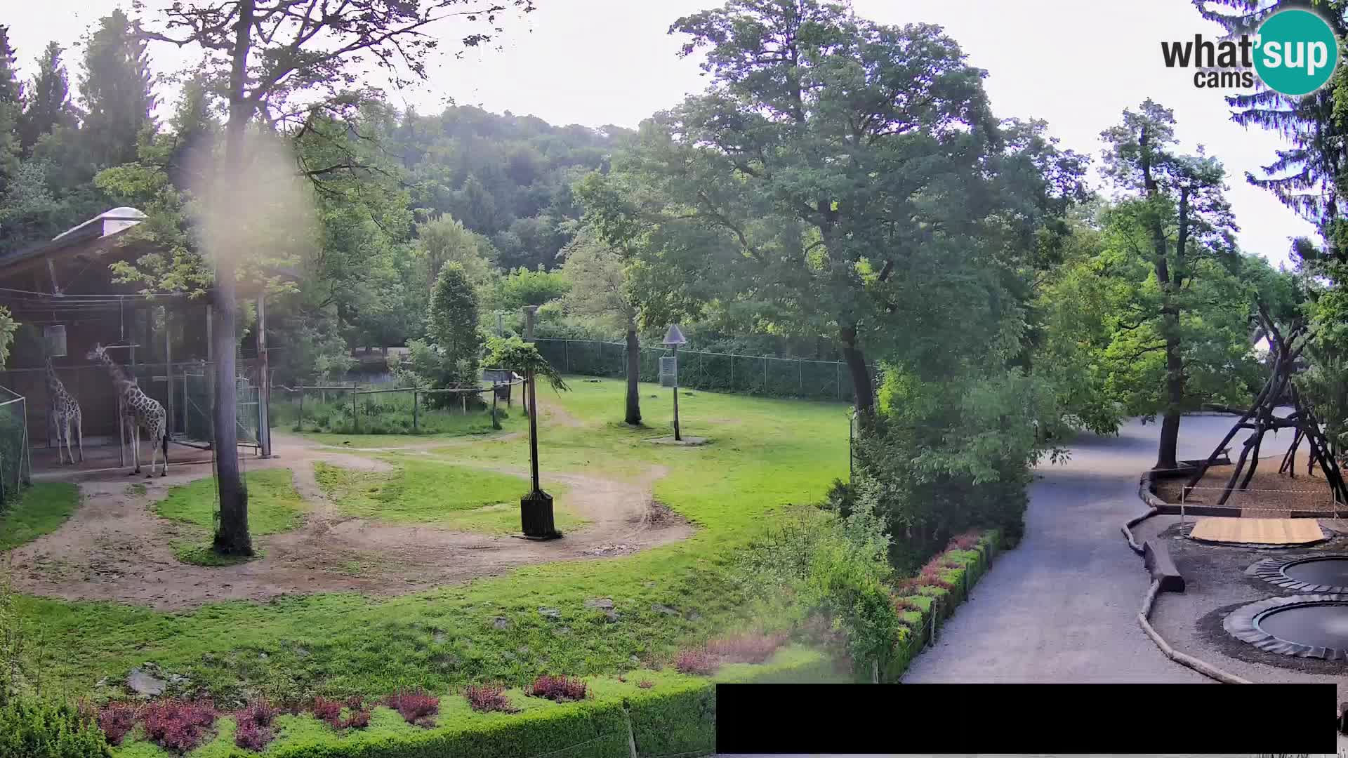 Web kamera Zoo Ljubljana – Žirafe