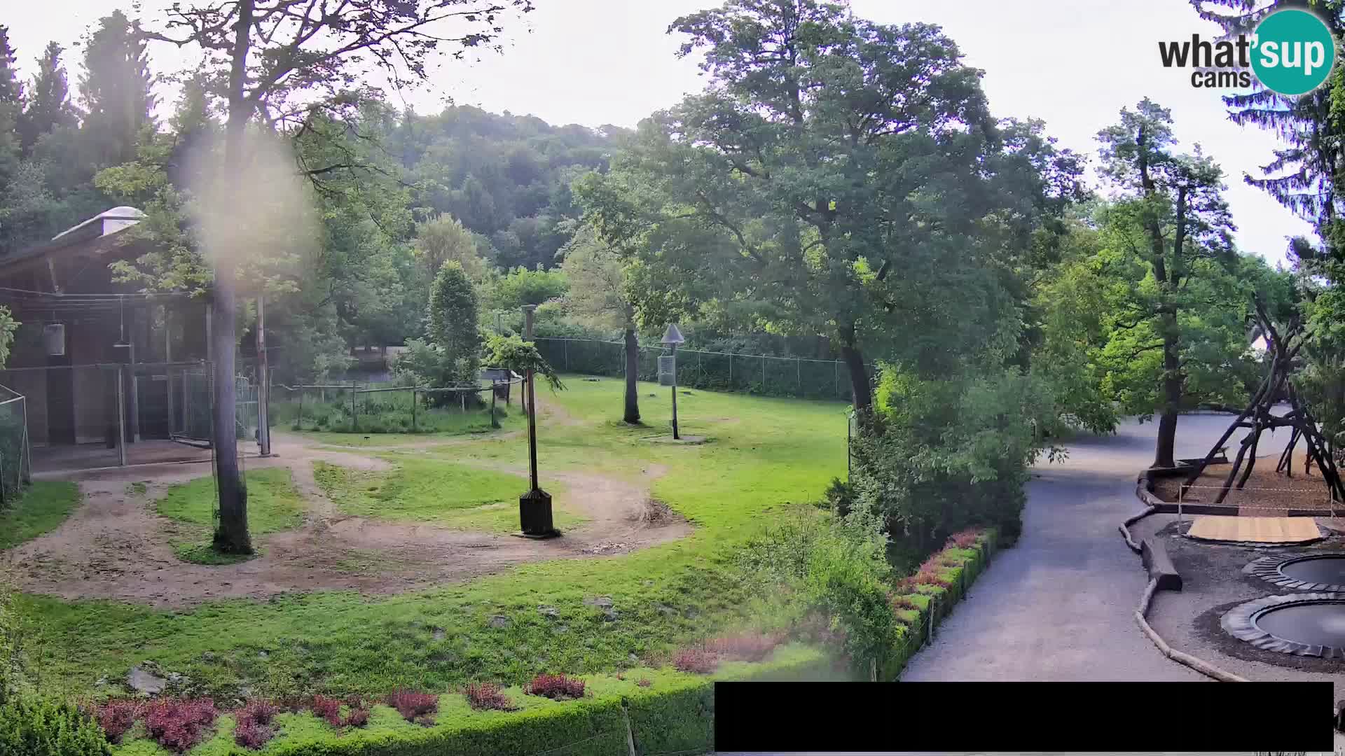 Webcam Zoo Ljubljana – Giraffes