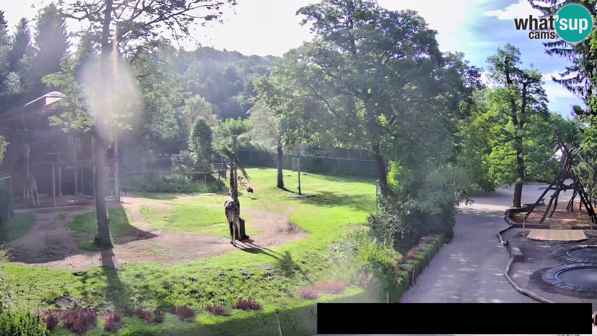 Webcam Zoo Ljubljana – Giraffes