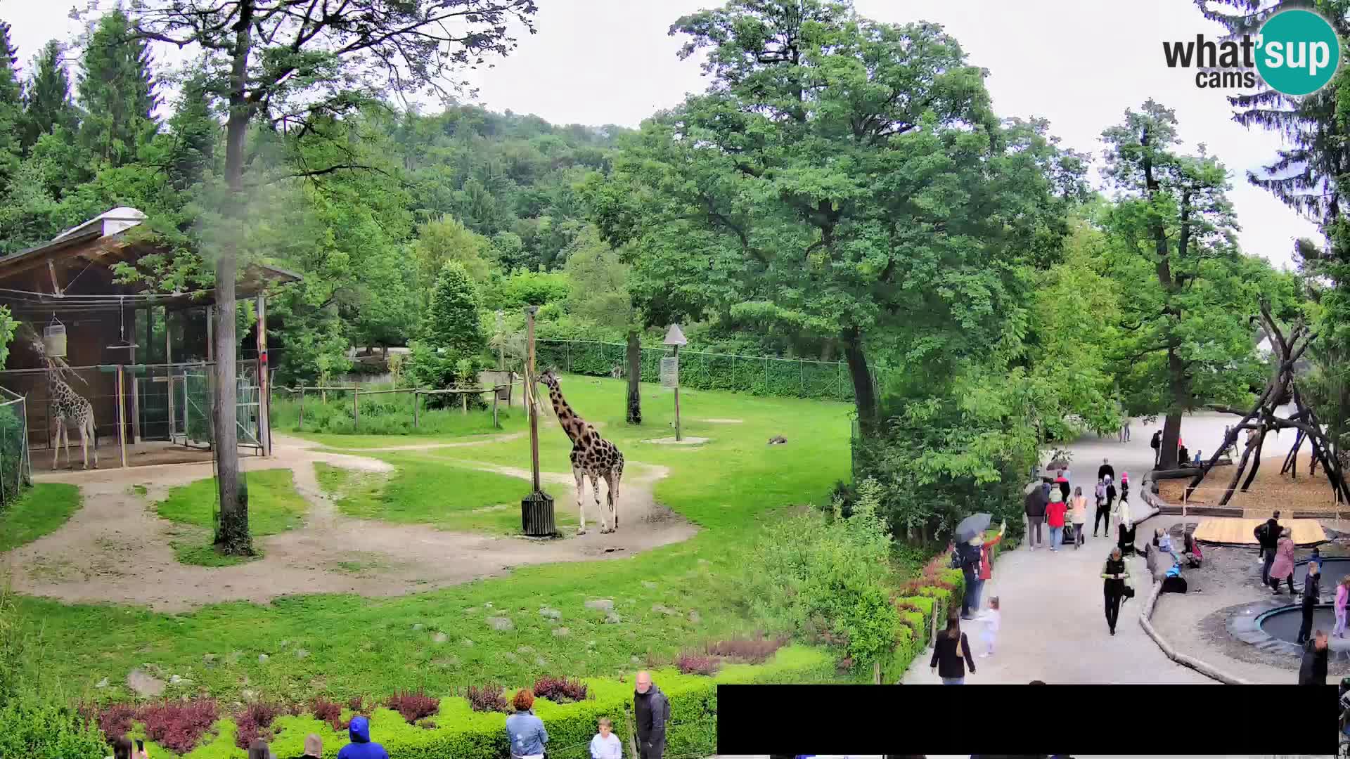 Webcam Zoo Ljubljana – Giraffen