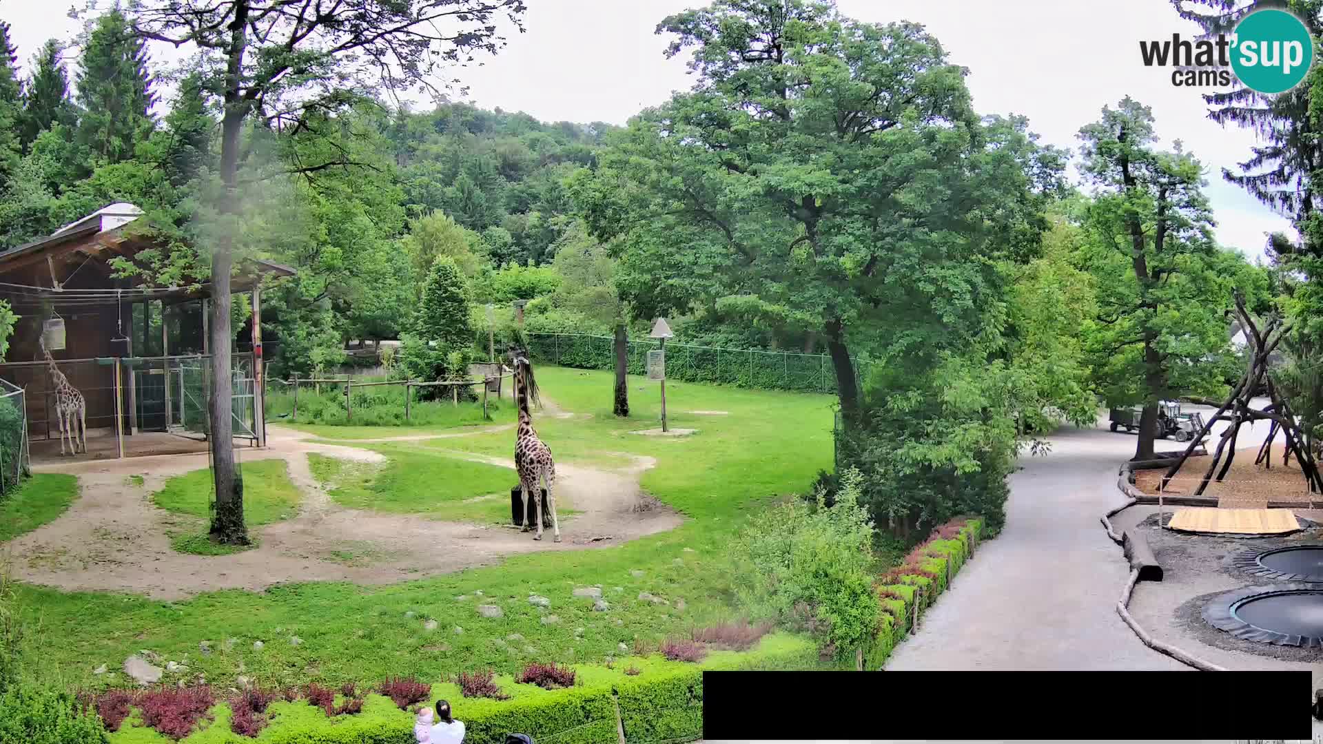Webcam Zoo Ljubljana – Giraffen