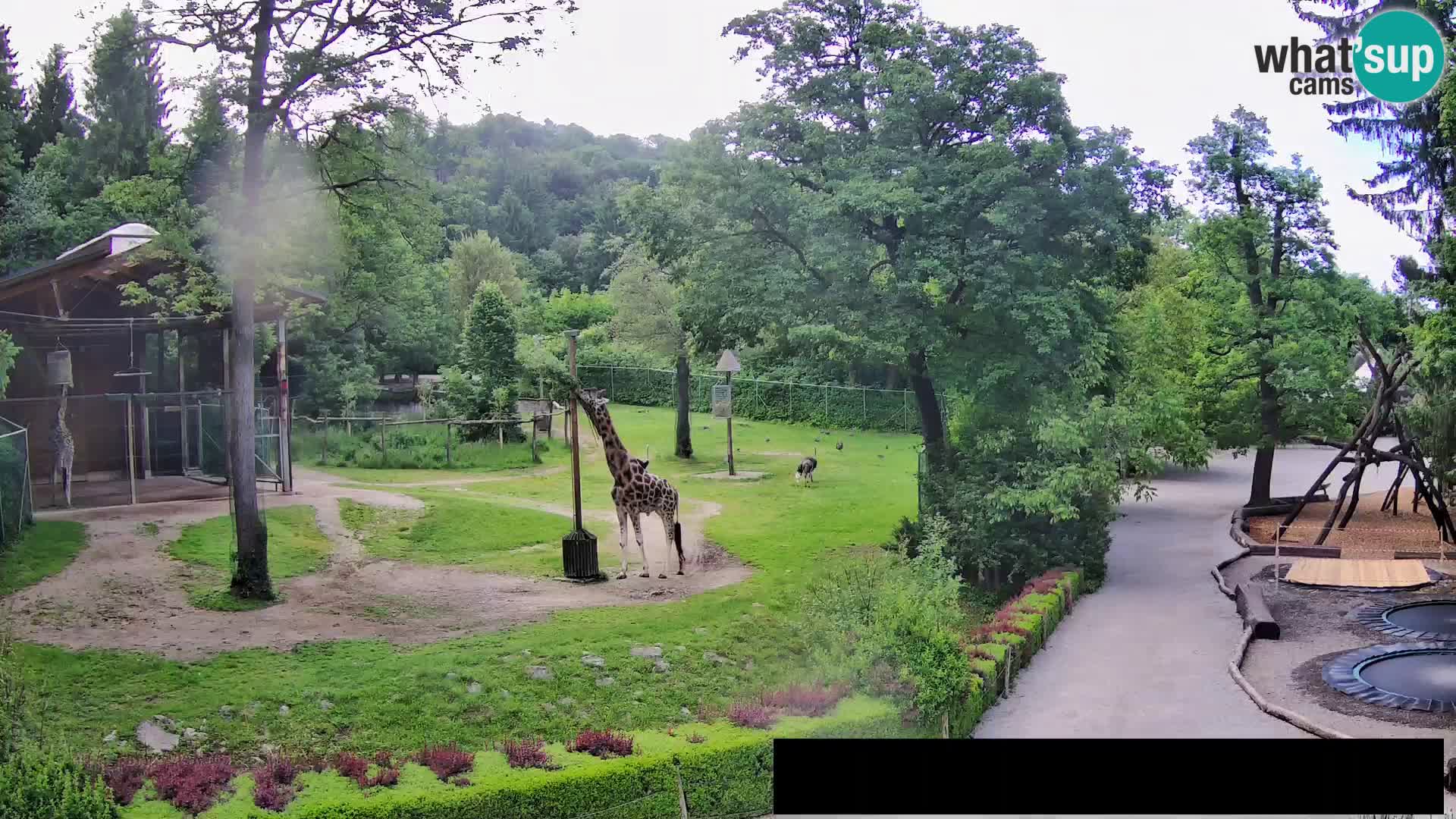 Webcam live Zoo Lubiana – Giraffe