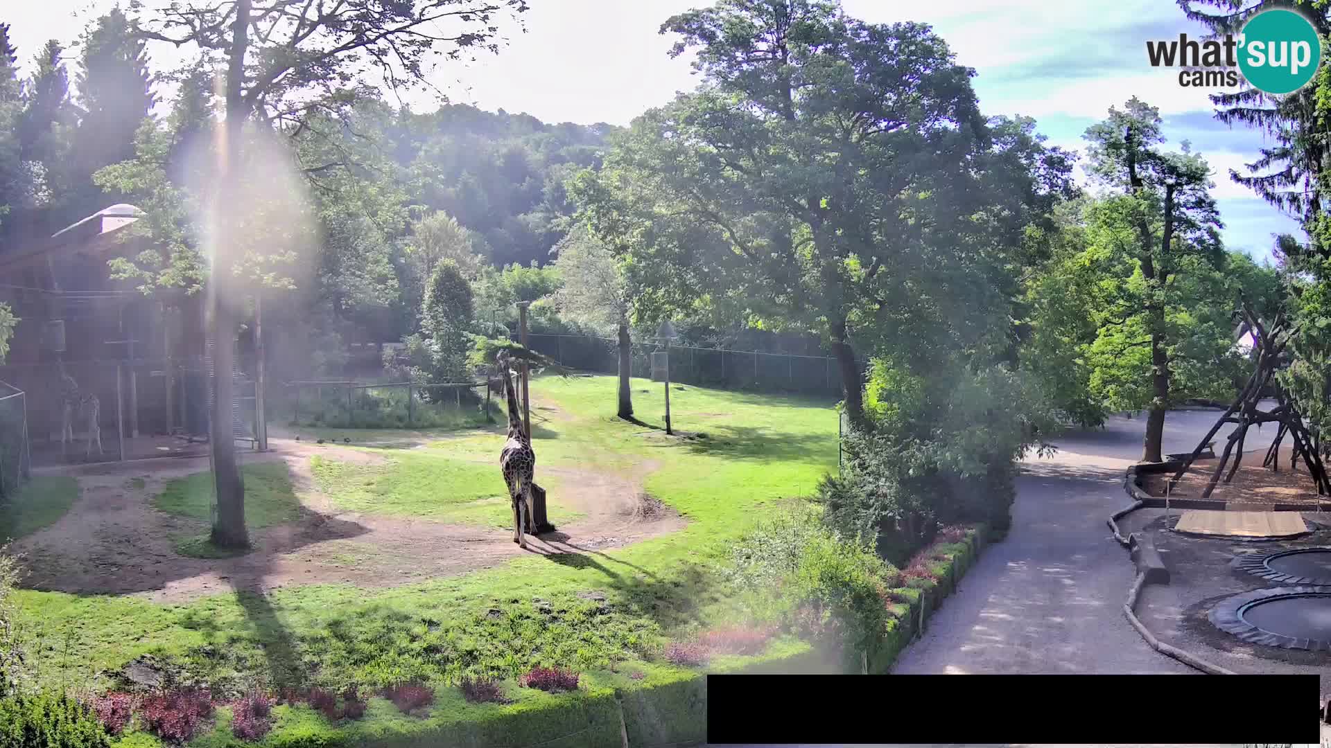Web kamera Zoo Ljubljana – Žirafe