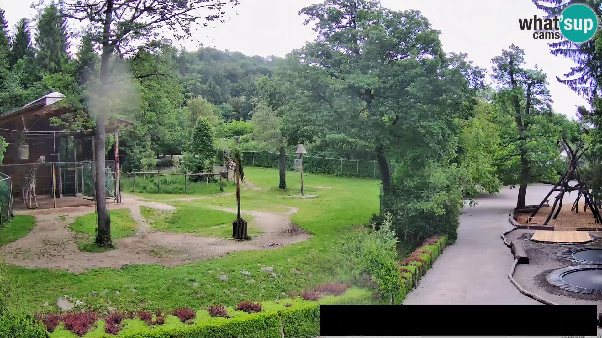 Web kamera Zoo Ljubljana – Žirafe