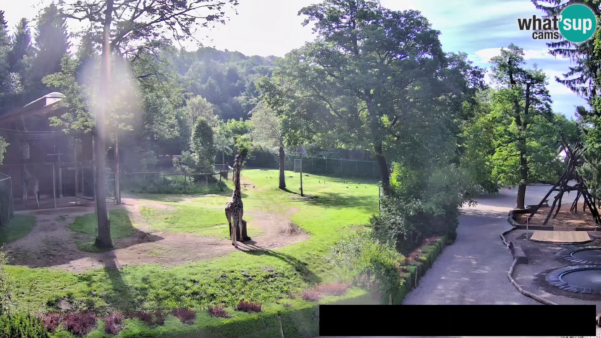 Webcam live Zoo Lubiana – Giraffe