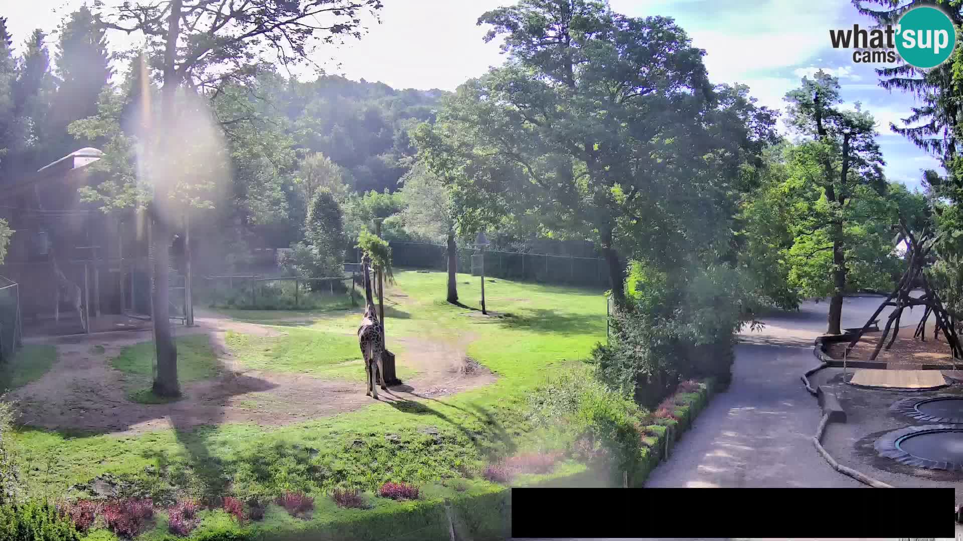 Webcam Zoo Ljubljana – Giraffen