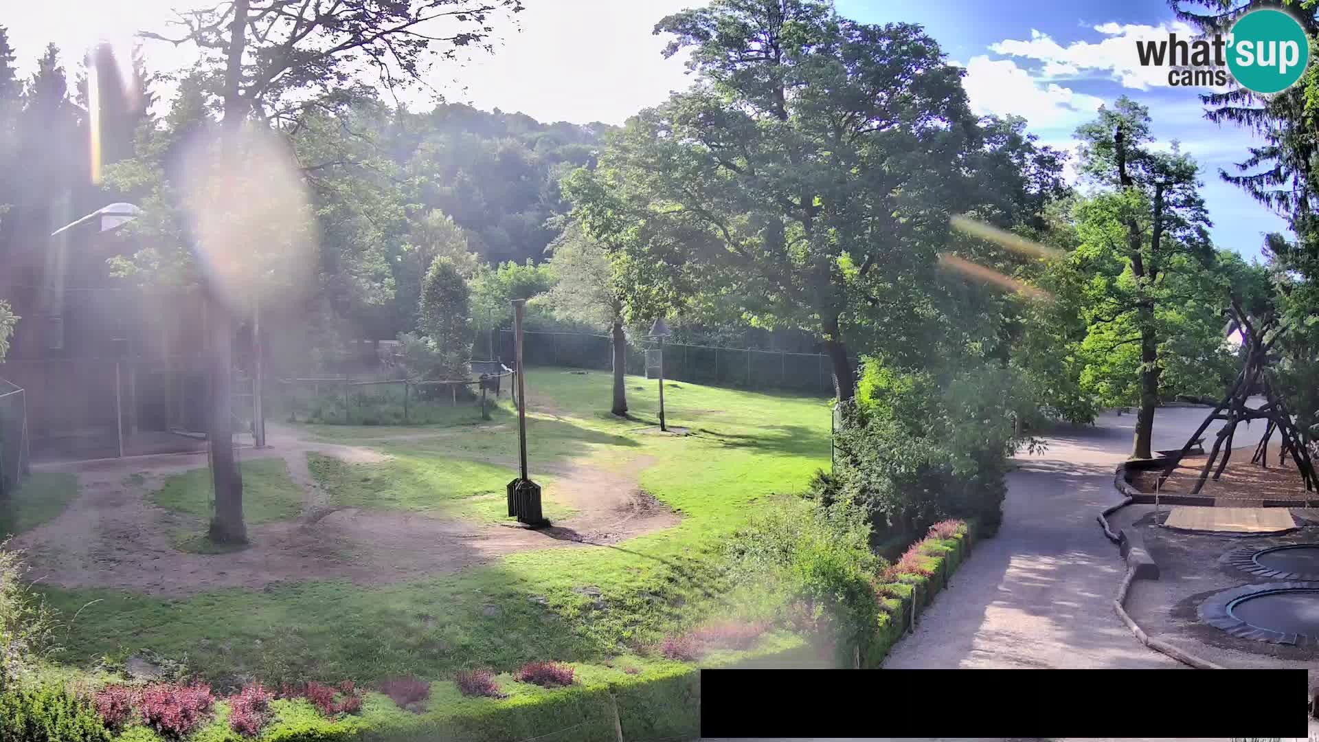 Webcam live Zoo Lubiana – Giraffe