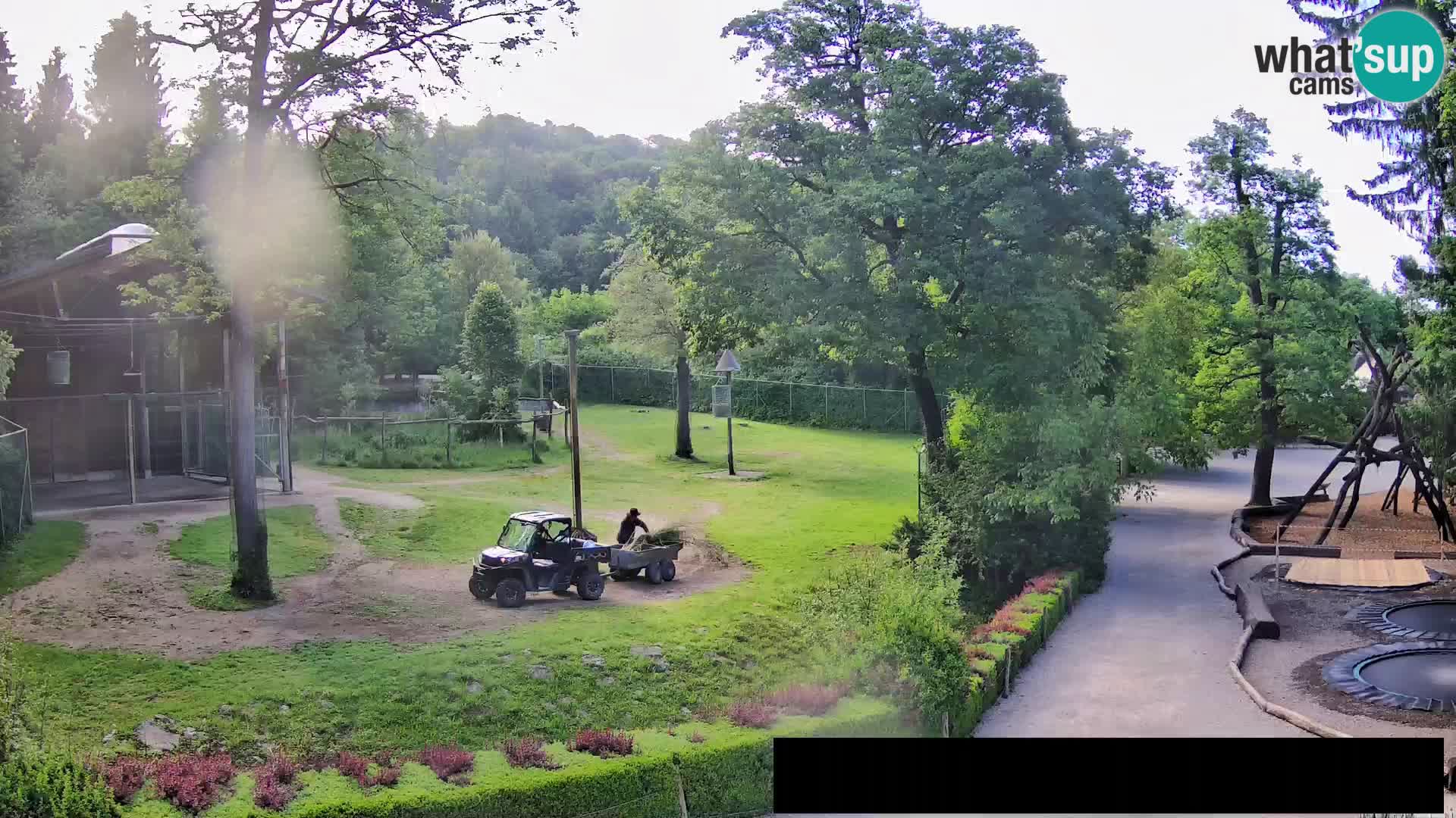 Webcam live Zoo Lubiana – Giraffe