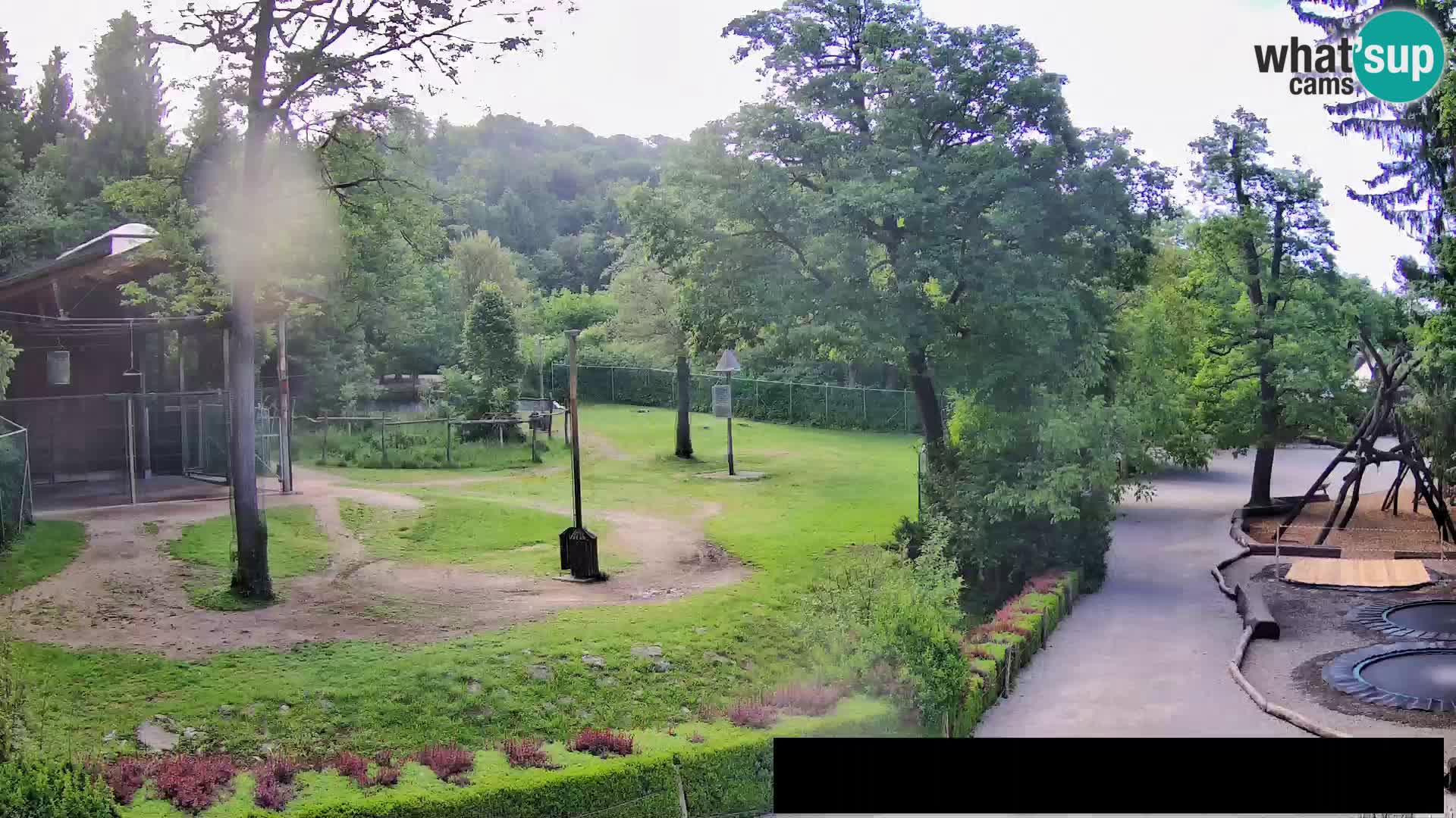 Webcam live Zoo Lubiana – Giraffe