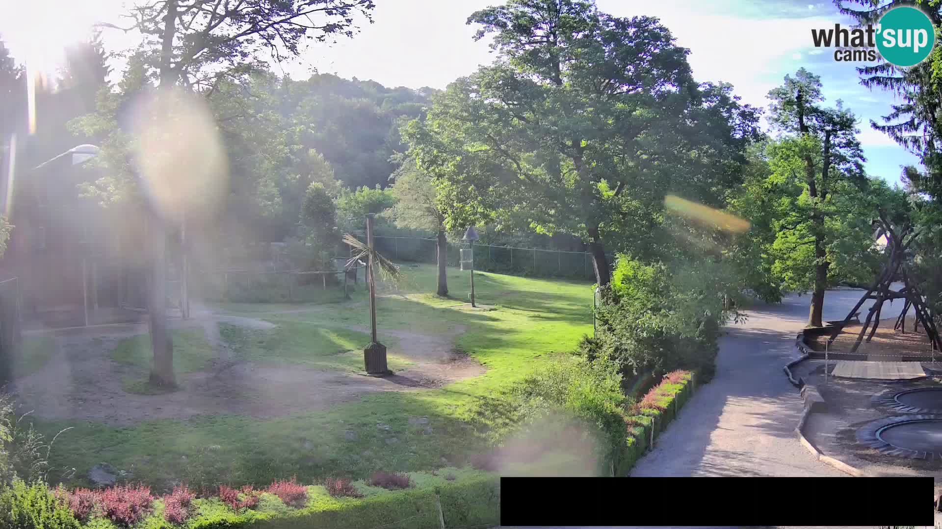Webcam Zoo Ljubljana – Giraffen