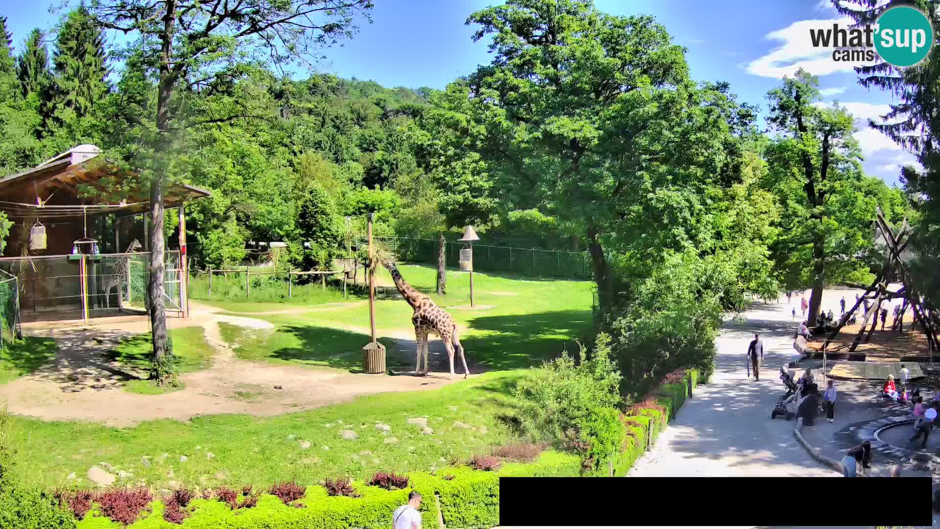 Webcam live Zoo Lubiana – Giraffe