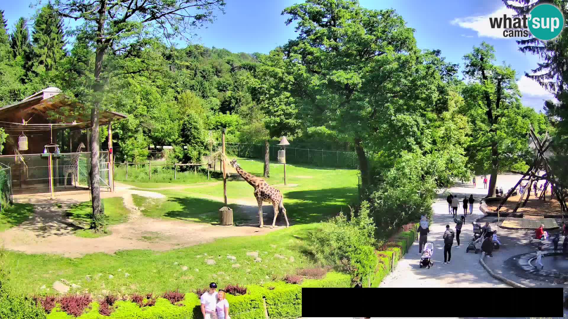 Webcam Zoo Ljubljana – Giraffes