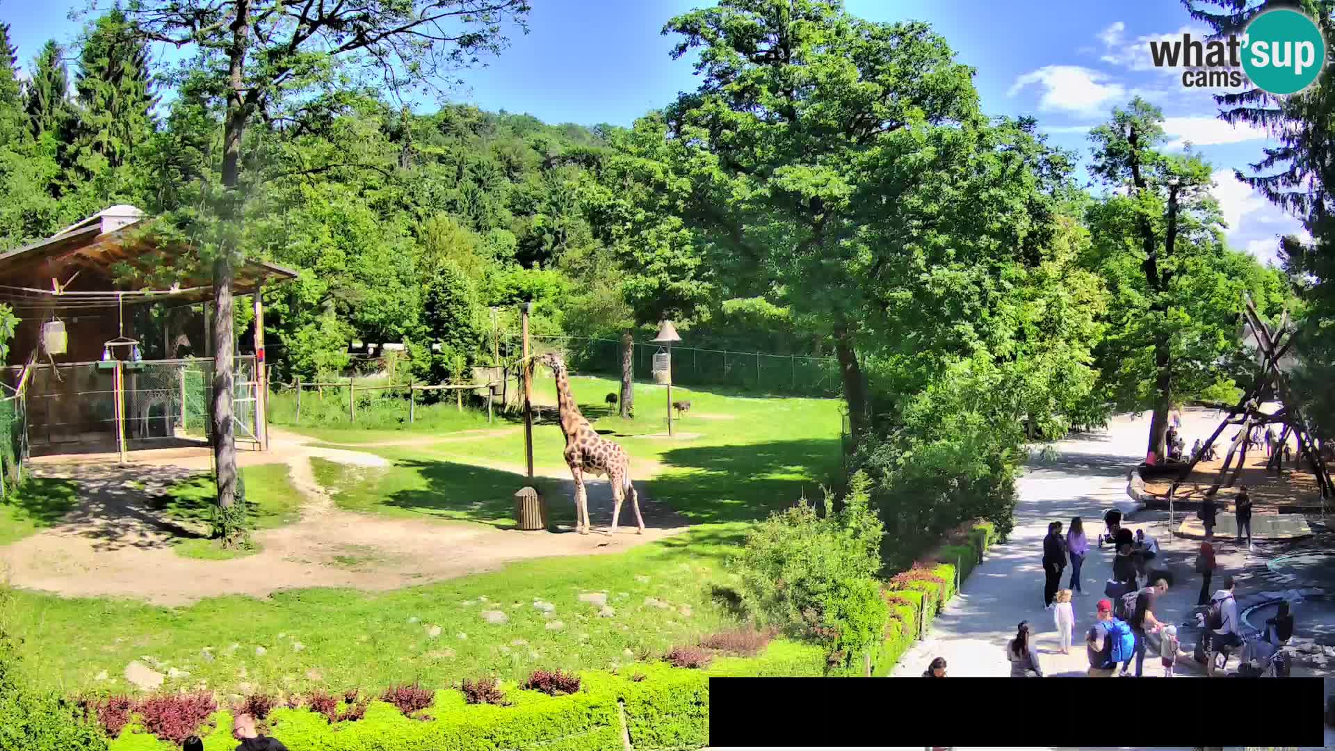 Webcam Zoo Ljubljana – Giraffes