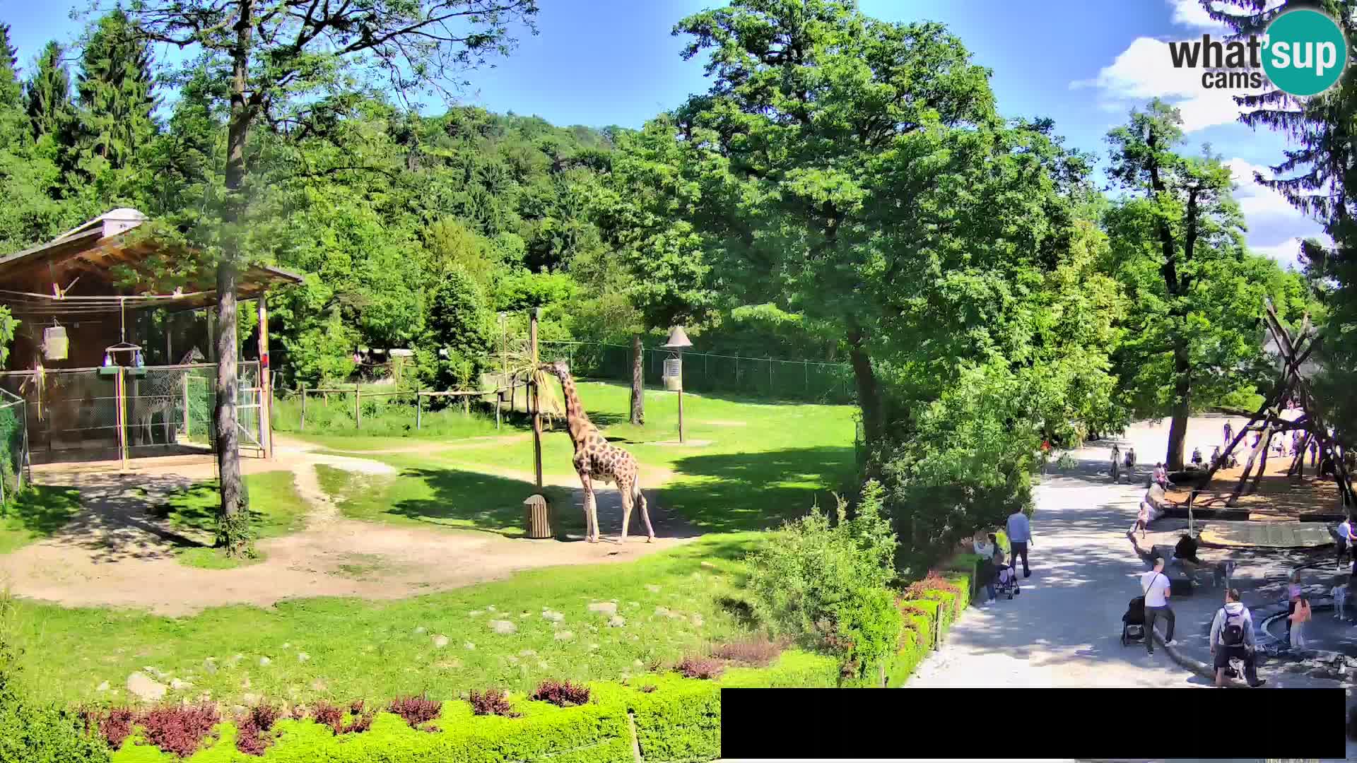 Webcam Zoo Ljubljana – Jirafas