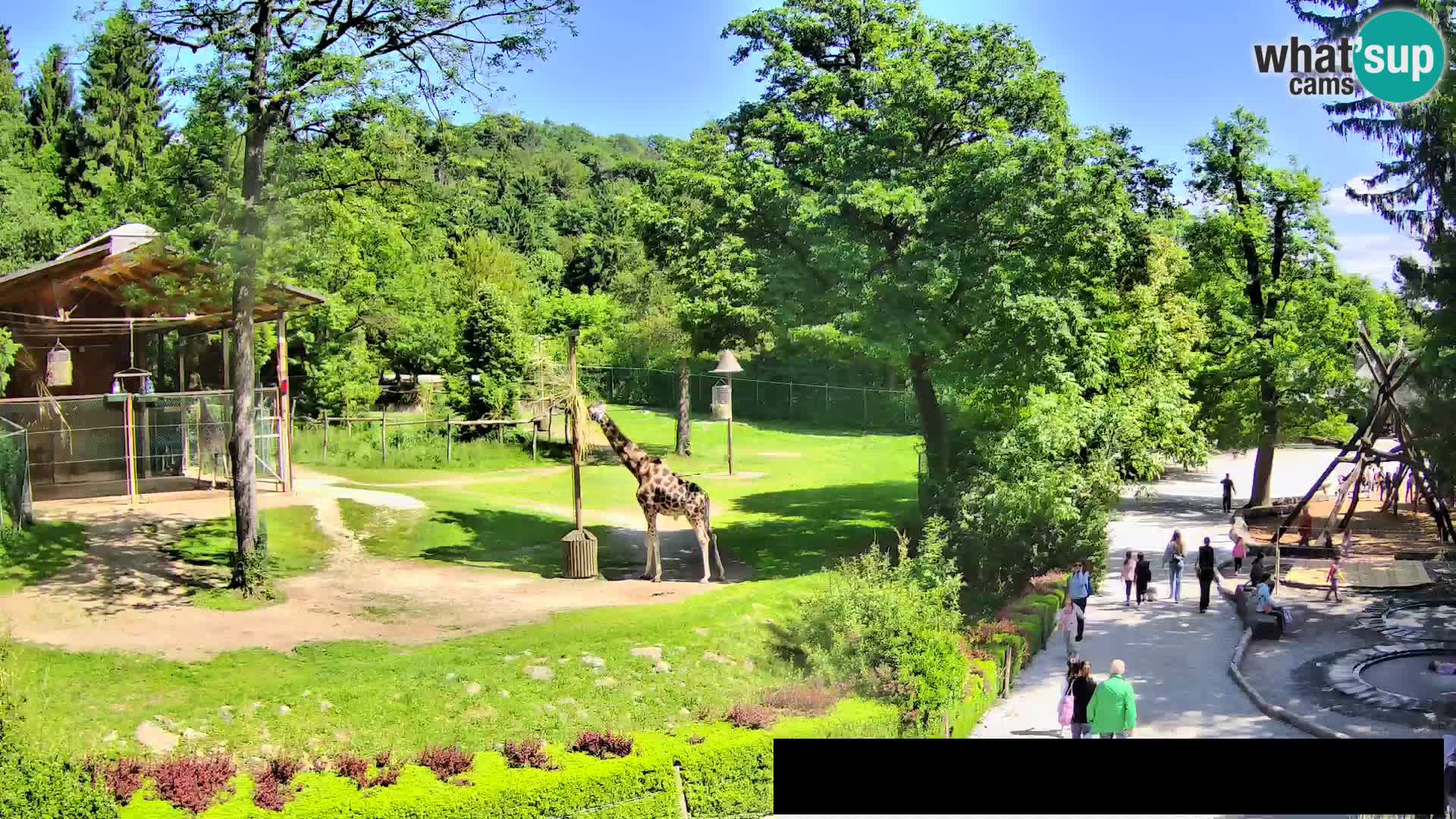 Webcam Zoo Ljubljana – Giraffen