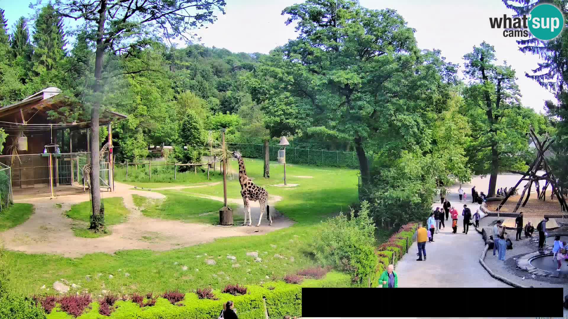 Webcam live Zoo Lubiana – Giraffe