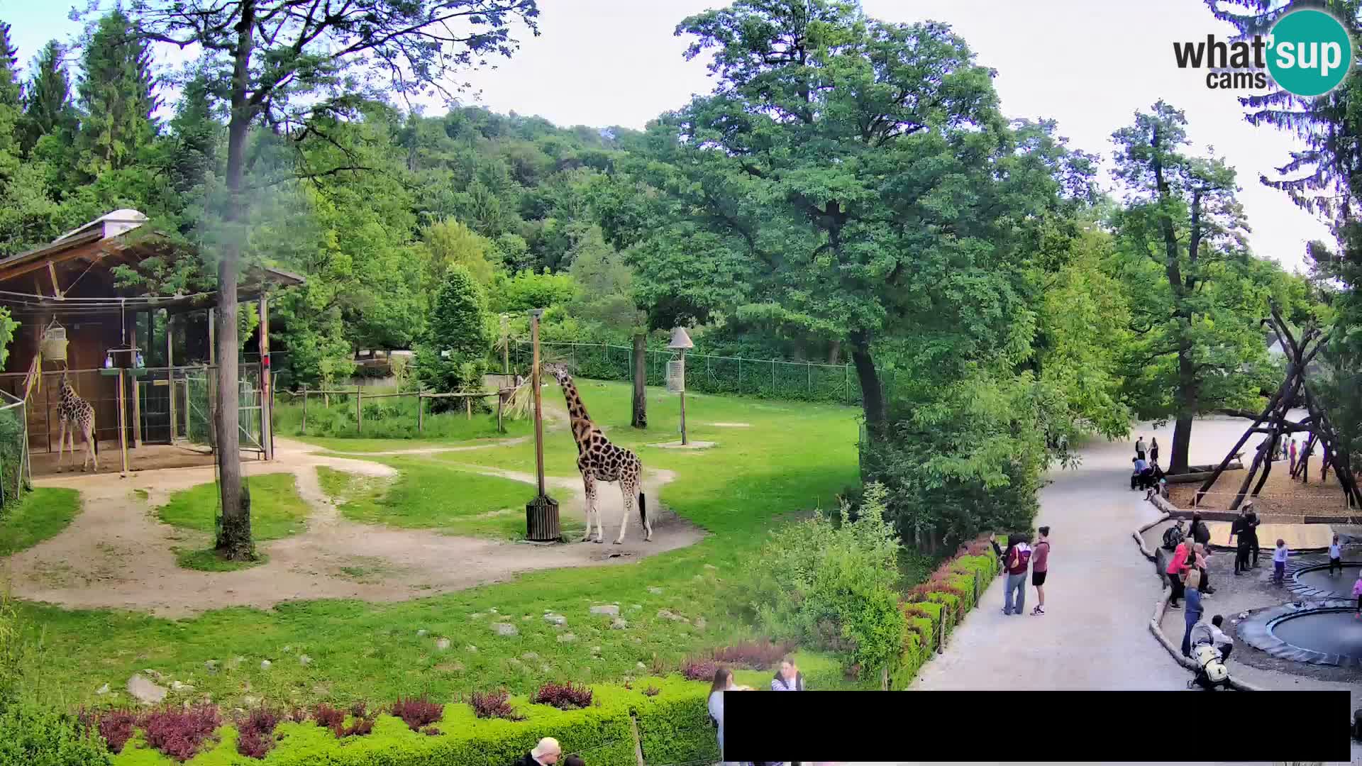 Webcam live Zoo Lubiana – Giraffe