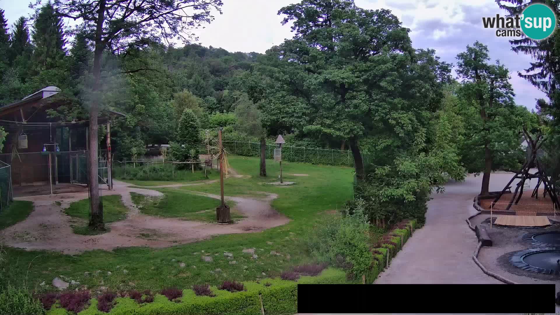 Webcam Zoo Ljubljana – Giraffen