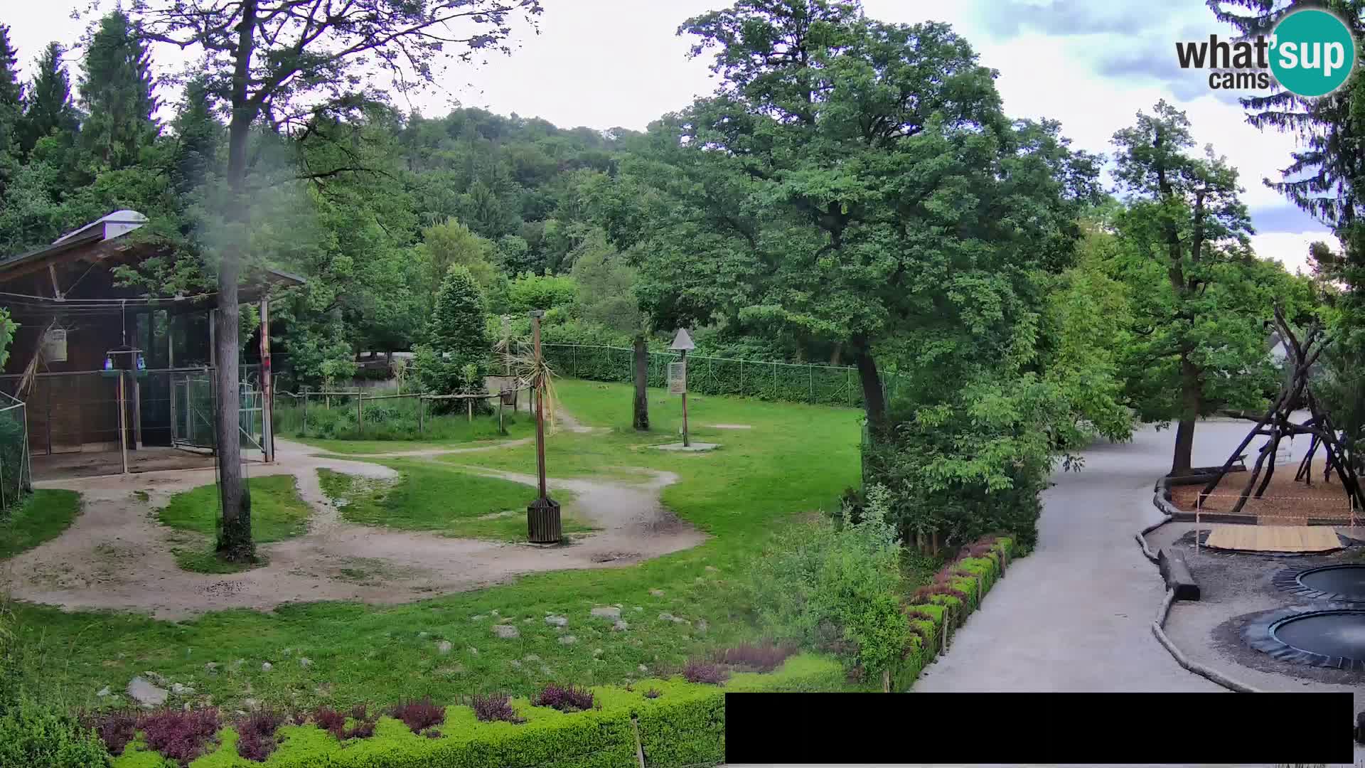 Spletna kamera Živalski vrt Ljubljana – Žirafe